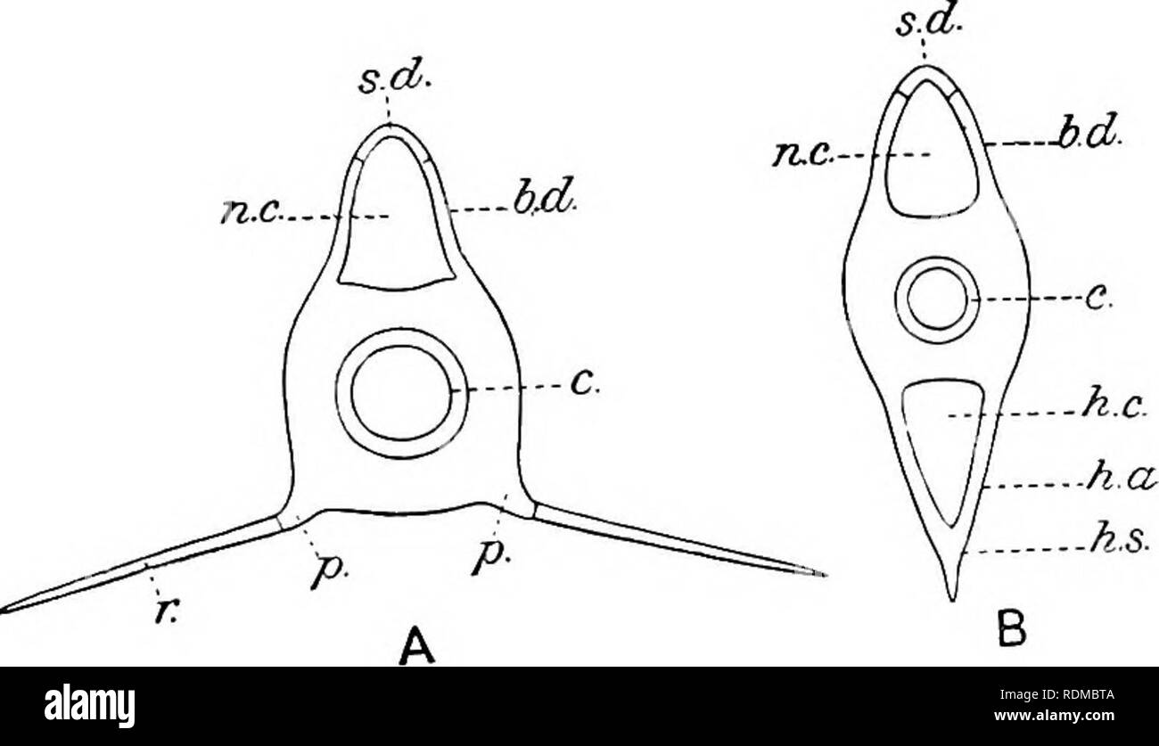 . Il Cambridge storia naturale. Zoologia. La colonna vertebrale 195 (Jiaemal archi) che racchiude un canale haemal (Fig. 112, B). Il vertice di ciascuna arcata è prolungata in un processo mediano o haemal colonna vertebrale. Sebbene non sia riconoscibile nel Dog-Fish, accoppiato inter-ventrale di cartilagini, corrispondente con la inter-dorsals sopra, sono presenti in alcuni Elasmobranchs e si alternano con le basi-ventrals. Nella regione caudale di altri (es. Pattini e Piays) Controparti ventrale del sovra-interdorsals sono presenti e sono denominati infra-ventrale di cartilagini. Molto nello stesso modo in cui loro equivalenti dorsale racchiudere Foto Stock