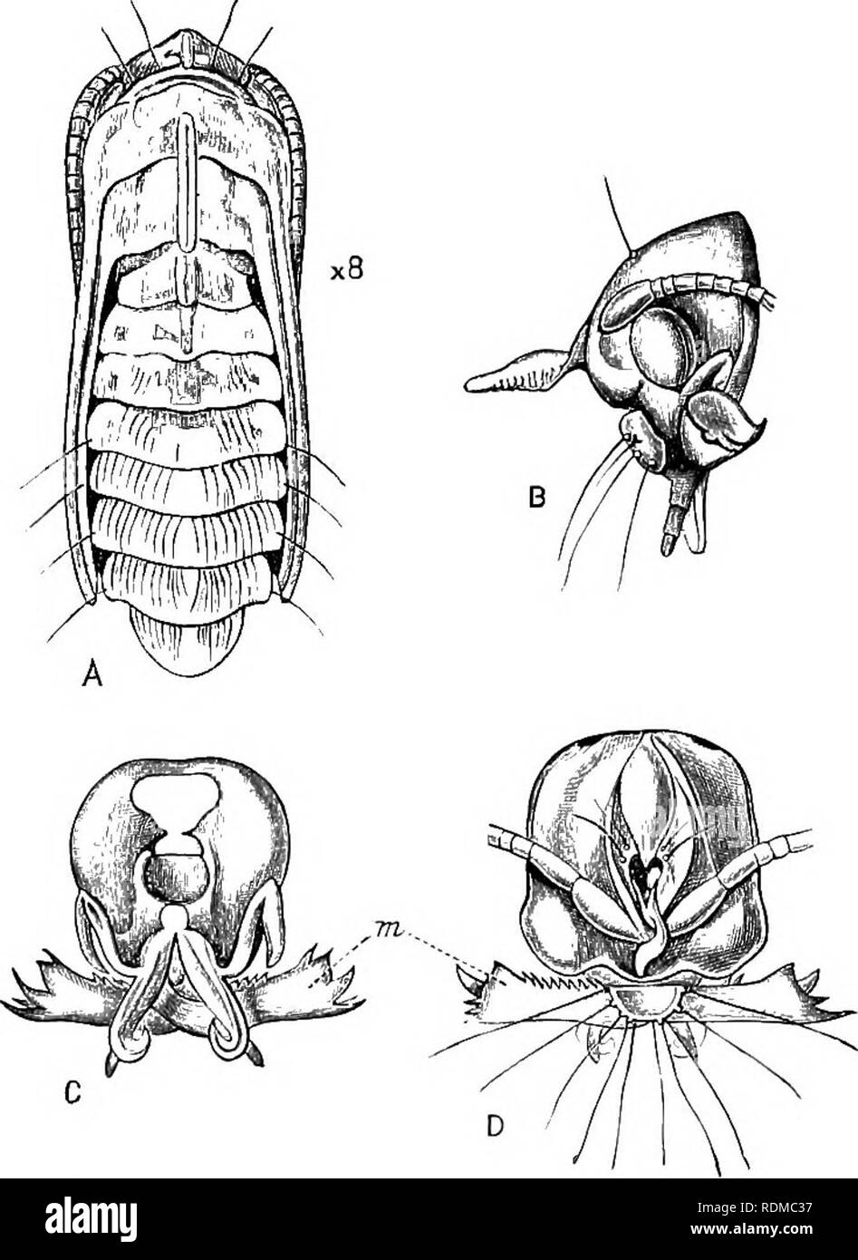 . Il Cambridge storia naturale. Zoologia. 436 LEPIDOPTERA vene. Non ci sono mandibole, ma si è verificato un corto, imperfetta proboscide. Larva (Fig. 210) senza gambe, miniere in foglie. La pupa (Fig. 211) non è una pupa obtecta, ma ha la testa e appendici libere, e dotato di enormi mandibole. Sebbene questi insetti in generale aspetto assomigliano a Urio- ce-pliala in misura tale che entrambi sono stati collocati in un genere, cioè lEcrojjteryx, ancora le due forme sono radicalmente distinti. La maggior parte notevole punto nel Micro2)teryx è la metamorfosi; la falena femmina è arredata con un taglio Foto Stock