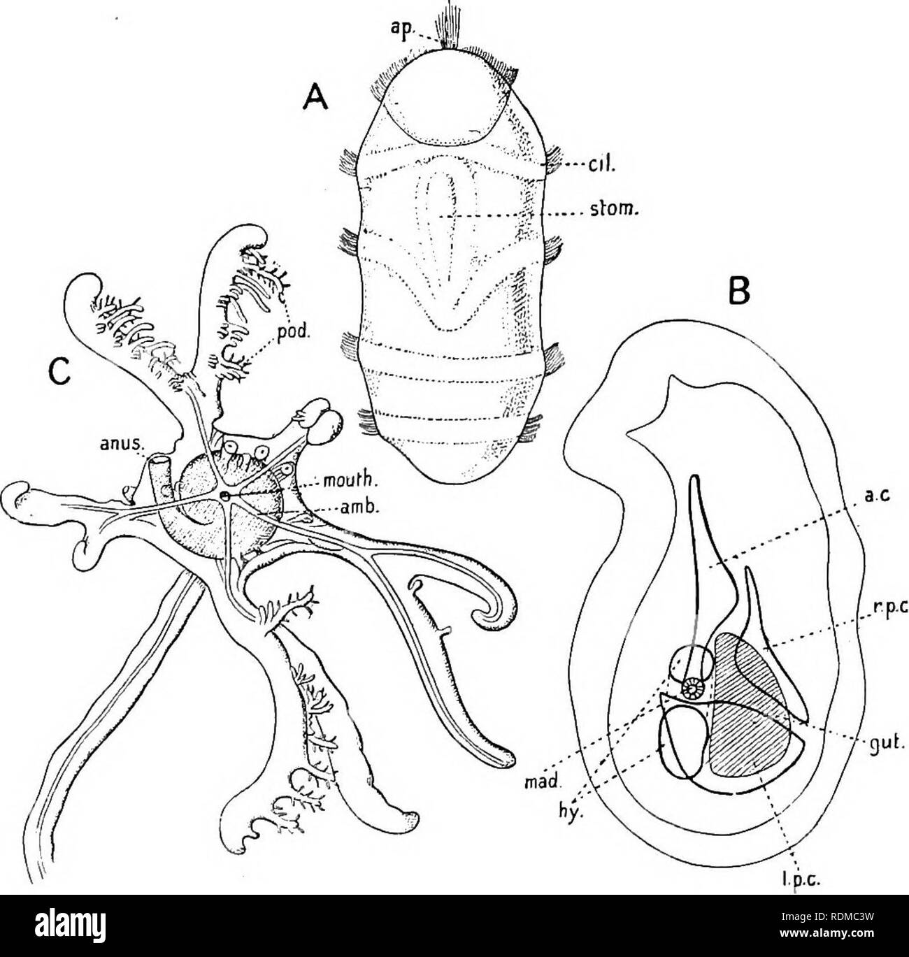 . Il Cambridge storia naturale. Zoologia. 6i8 ECHINODERMATA le uova sono relativamente grandi e pieno di cibo-tuorlo, e essi aderiscono per un considerevole periodo di tempo per la pinnule. Essi passano attraverso una grande porzione di sviluppo all'interno dell'uovo - membrana. La blastula e gastrula sono formate nel modo usuale, ma la formazione del coelom è più degno di nota (Fig. 287, E E^). Il archenteron si divide in anteriore e posteriore. La Fia. 294.-Tre viste dello sviluppo di Antedon rosacea. Un, libero-da nuoto larva ; B, sezione longitudinale di libero-da nuoto larva; C, vista orale di giovani forma fissa. Foto Stock