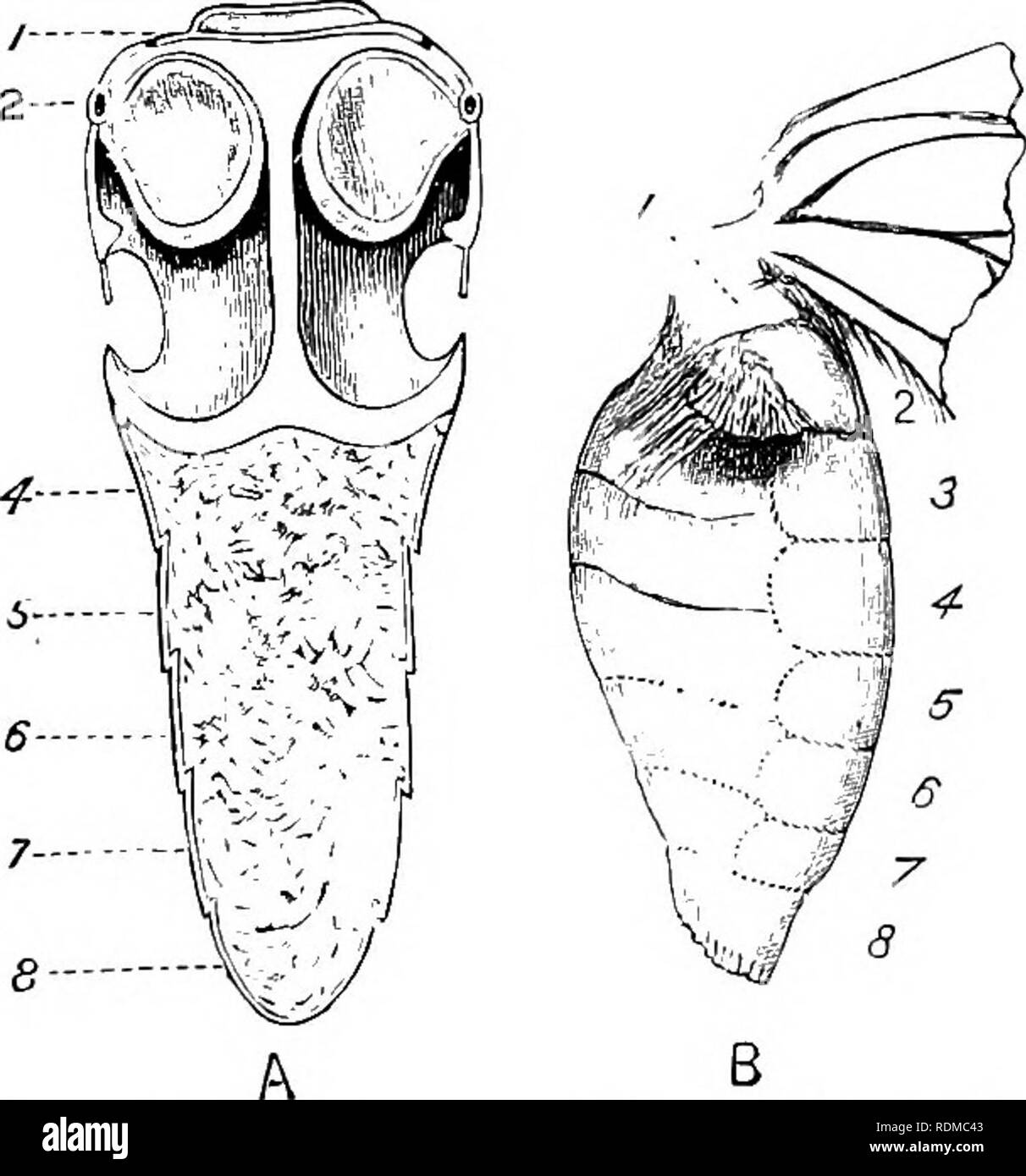 . Il Cambridge storia naturale. Zoologia. HETEROCERA URANIIDAE 419 fam. 39. Uraniidae.-una famiglia di piccola entità, incluso luce corposo falene con ampie ali e filiformi antenne; la maggior parte di loro assomigliano ad Geometridae, ma pochi generi, Urania e Xydalcmon, sono simili a coda di rondine di farfalle e hanno simili abitudini. Il ^Madagascar tarma Chrysividia inadagascar- iensis (meglio noto come Urania rhipheus), è una delle più eleganti e belle di insetto, la cui unica stretti alleati (eccetto un East African congenere) sono le tropicali specie americane di Urania, che sono stati fino al recente trattato come indubbiamente c Foto Stock