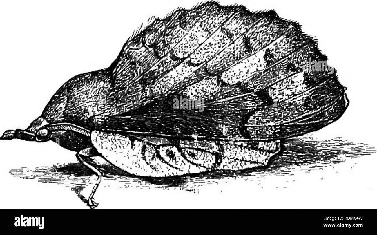 . Il Cambridge storia naturale. Zoologia. VI HETEROCERA THYRIDIDAEâLASIOCAMPIDAE 405 insetti, e non contengono molto sorprendente forme. Alcuni di loro assomigliano Geometrids dei vari gruppi. La famiglia è v^idely distribuito nella zona tropicale e include 25 generi, di cui Blbodoneura, con verso l'alto di 100 specie, è il chief oue. Le larve sono dette per essere simili a quelle di Pyralidae. Questa famiglia è considerato da Hampson e Meyrick per essere ancestrale rispetto a farfalle.-" Fam. 29. Lasiocampidae {Eggers, falda-vioths).âUsually grandi insetti densamente coperti con scale, senza frenulum, ma con th Foto Stock