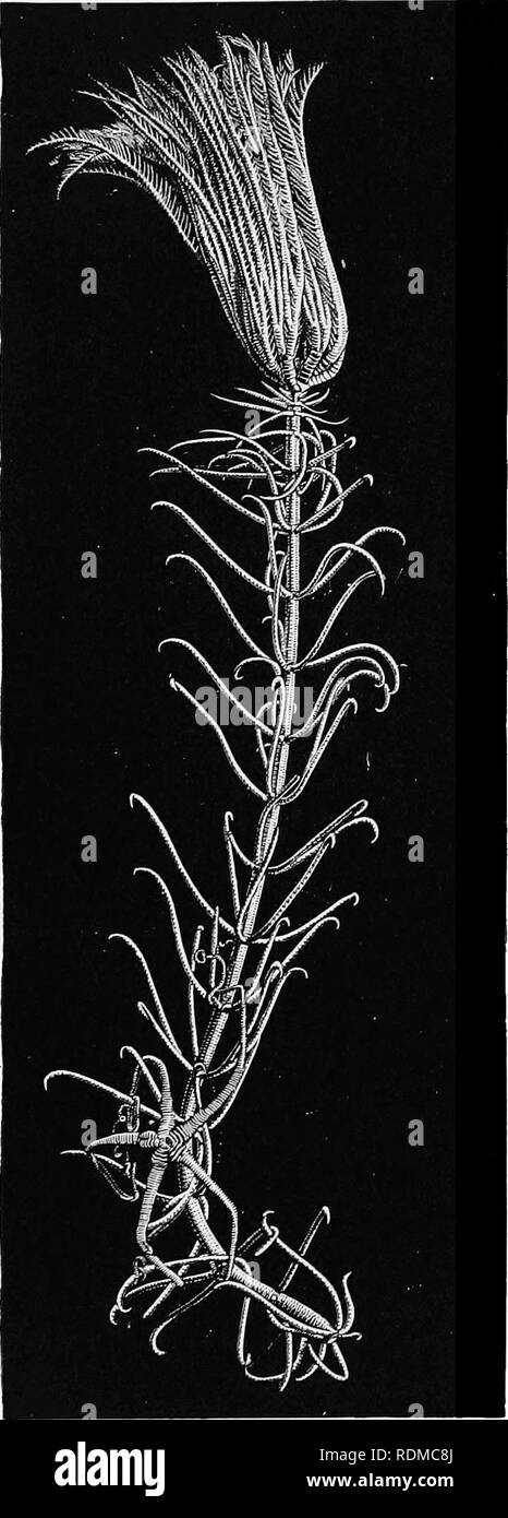 . Il Cambridge storia naturale. Zoologia. 592 ECHINODERMATA-CRINOIDEA. Fig. 271.-Pentacrinus asteria. X J. (da Wyville Thomson.) radiale porta un pinnule. Pentacrinus è trovato in: sia il Mar dei Caraibi e l'Oceano Pacifico; Metacrinus nel Pacifico. Sembra che la penna- tacrinidae quando i giovani sono attaccati da un piede- piastra in corrispondenza dell'apice dello stelo; ma quando gli adulti, lo stelo viene spezzato in due e gli animali, come Antedon, nuotare dai movimenti dei bracci, trascinando un gran parte del gambo dopo di loro, da cui essi effetto tem- porary allegato. Come in altre forme di sgambate, le cavità del cha Foto Stock