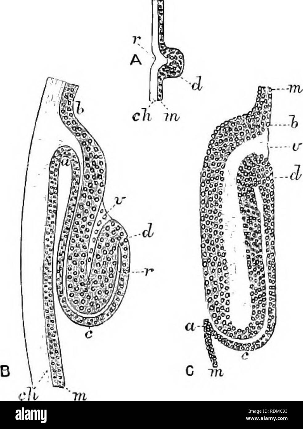. Il Cambridge storia naturale. Zoologia. 48o NEUROPTERA C la posizione del parafango tlie sull'esterno del hodr è dovuta all'estrazione del tegumento chitinous, o a un processo di eversione o a entrambi. La Fia. 324. Â sviluppo di -ala-s di Phryganeidae. (Dopo Dewitz.), la porzione di corpo-parete del giovane larva di Trichostegia ; c/i, chitina, formando in r jiro- jection nell'hypodermfs m; r e d tlms formante il primo rudiment dell'ala. B, le parti in un ampiamente coltivato larva ; a, c, d, h, molto cresciuta hypo- derma separato in due parti da r, l'estensione di penetrazione del c Foto Stock