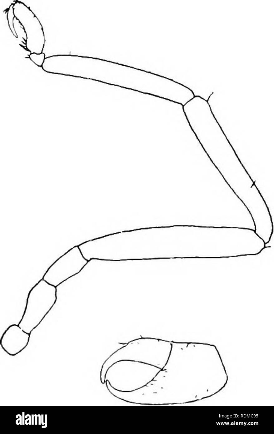 . Il Cambridge storia naturale. Zoologia. 538 PYCNOGONIDA dieci specie, Indie Orientali e Australia); Pallene gruhii, Hoek (Fhoxichilidium sp., Grube, 1869), è probabilmente congeneric. Palhnopsis, Wilson (1881): appendice I. 2-raccordare; Appendice II. rudimentale, 1-raccordare; Appendice III. clawless; griffe ausiliario presente; forme slanciate, inclusi alcuni in precedenza Phoxiehilidium; circa quindici specie in tutto il mondo. Pallene rlimorpha, Hoek, da Kerguelen, con 4-palpi articolati, merita una nuova denominazione generica. P. longiceps, Bohm, dal Giappone, con rudimentali 2-palpi articolati nel maschio è Foto Stock