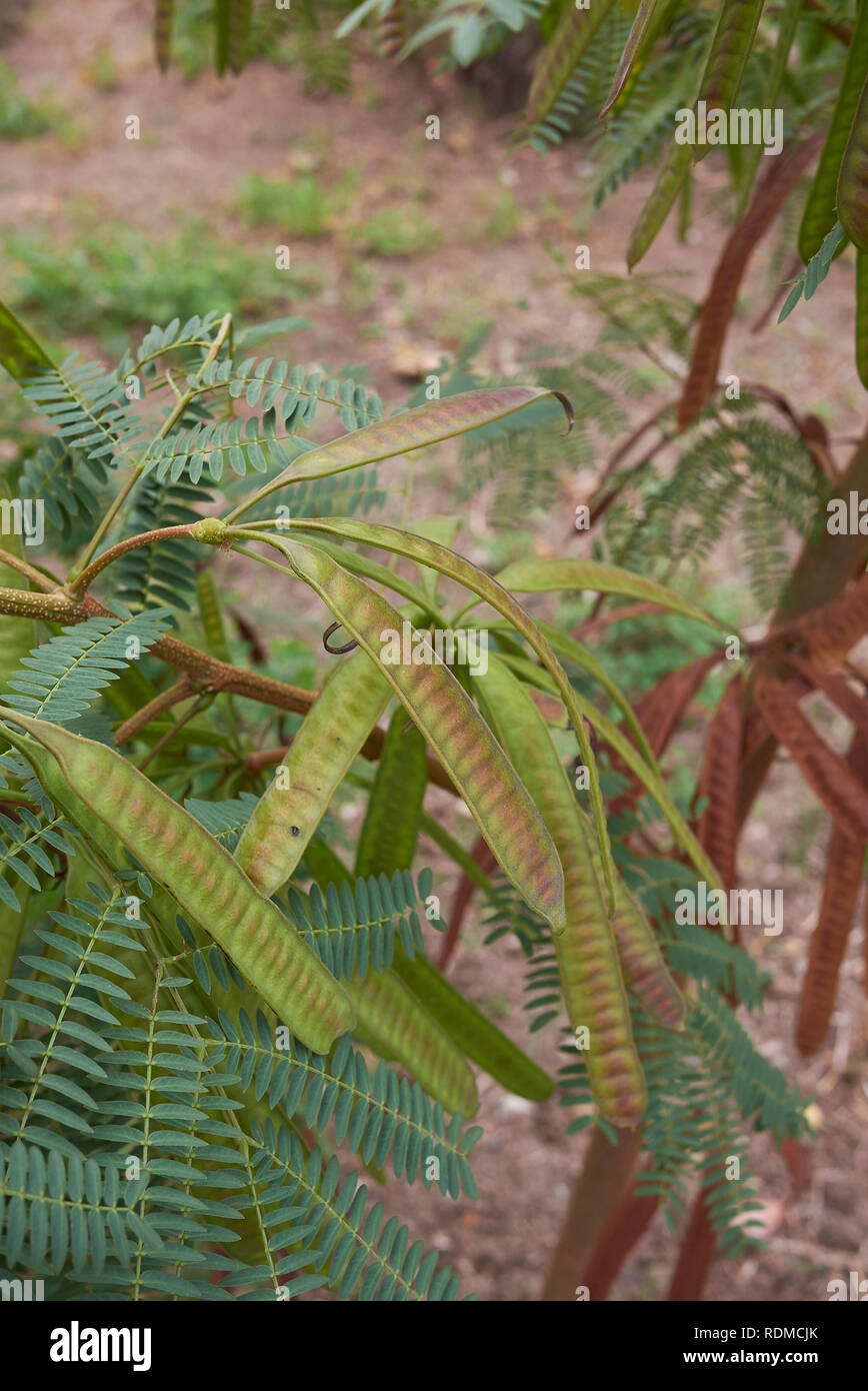 Leucaena tree, fiori e baccelli di semi Foto Stock