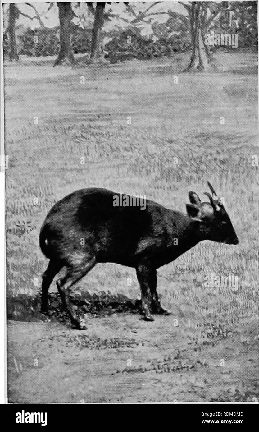 . Mammiferi di altre terre;. Mammiferi. INDIAN MUNTJAC talvolta chiamato Barking-cervi, la specie indiana sta solo 2 piedi alto 256 di animali viventi del mondo altri tipici Deer così numerosi sono i tipici cervi che essi non sono stati conclusi anche dal lungo elenco di animali già enumerato. Procediamo ora alla sintesi brevemente alla restante parte di questo importante gruppo. Il Philippine Spotted cervi o Prince Alfred's cervi, è un piccolo ma estremamente bello specie, trovati nelle isole di Samar e Leyte. L' altezza è al di sotto dei 30 pollici; il colore marrone molto scuro, spotted con bianco, la sotto- Foto Stock