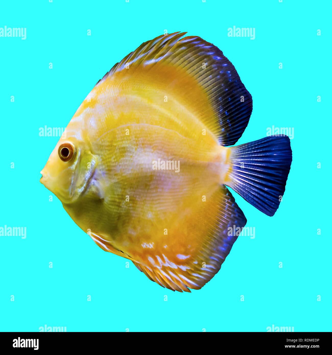 Giallo pesce tropicale dal fiume del Amazon. Symphysodon aegufasciatus. I  pesci di acquario. Foto isolato su sfondo blu Foto stock - Alamy