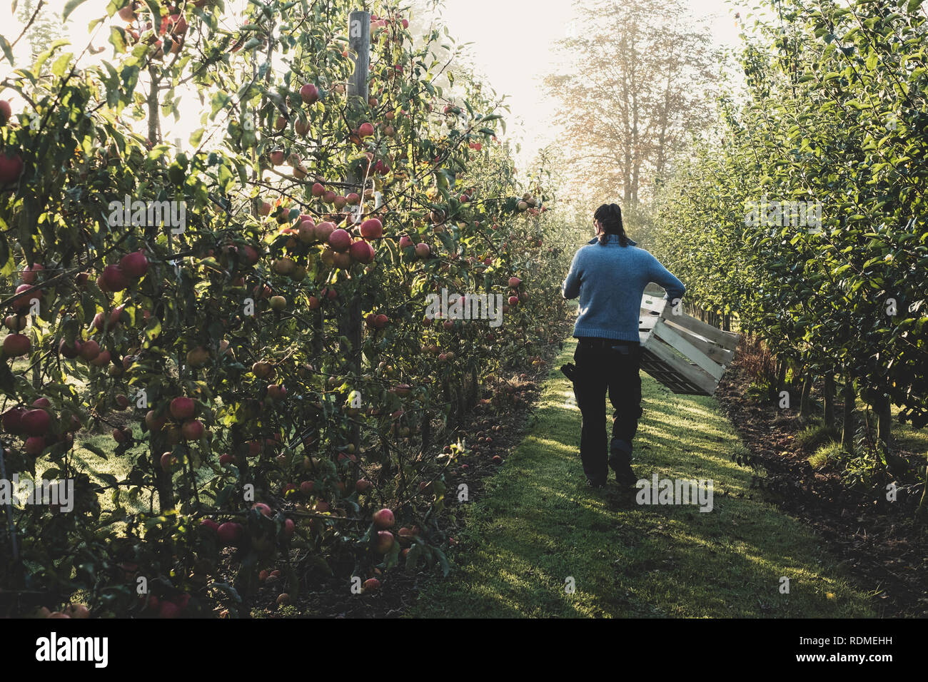 Vista posteriore del uomo a camminare nel meleto, trasportare casse di legno. Apple raccolto in autunno. Foto Stock