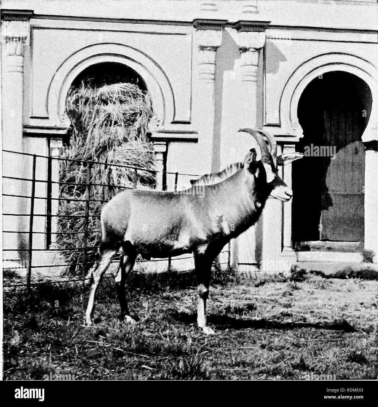 . Mammiferi di altre terre;. Mammiferi. 226 di animali viventi del mondo. Foto bj il Duchtjs di Bidford] Stefano antilope in comune •con la Sahle Antelope e la Oryx gruppo di entrambi i sessi di questa specie portano corna contato tra settanta e ottanta insieme. Tuttavia un grande allevamento di sable antilopi possono essere, è molto eccezionale per trovare con più di uno completamente maschio adulto, da cui ho fatto dovrebbe giudicare che questi animali sono molto geloso e disposizione combattivo. Quando ferito e portato a baia da cani, un Sable Antelope si difende con la massima furia, utilizzando la sua lunga scimitar-sha Foto Stock