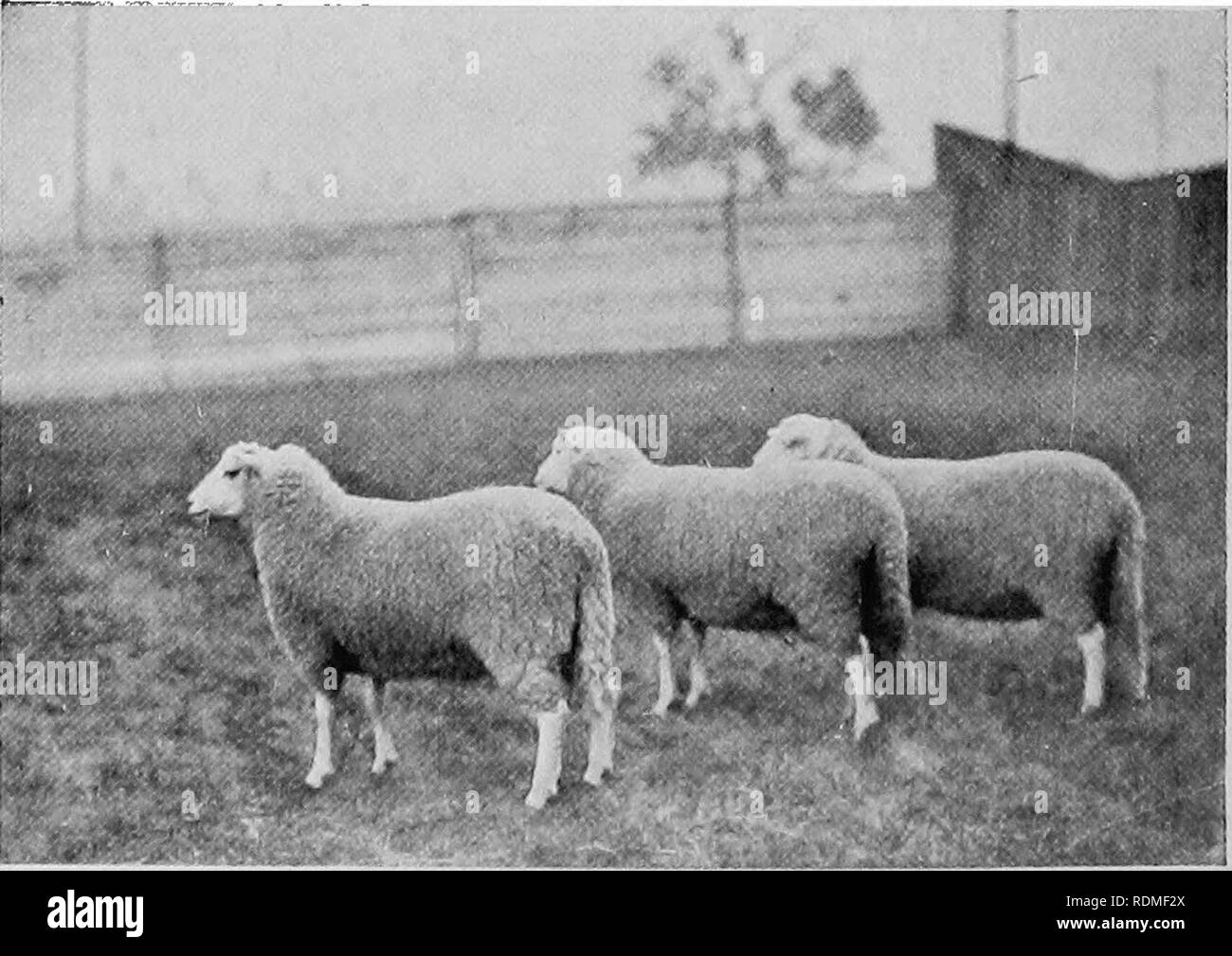 . Mammiferi di altre terre;. Mammiferi. PhM hj J. T. NiTui LONK RAM questa è una fotografia del più grande pecora su registrare un attento e altamente qualificato e agricoltura di vecchia Inghilterra. Nell estremo nord della Scozia cross- ovini di razza ora sono allevati e nutriti in inverno sul navoni, che cresce rigogliosa dove il clima è troppo tetro e bagnato per il frumento. Precedentemente noto come bovini sono stati la principale fonte di ricchezza per i proprietari delle Highland estates. La pecora era stato introdotto solo dopo gli altipiani furono umiliati in seguito alla ribellione nel 1745. È stato trovato che la ruvida-rivestita di eriche e pecore throve sul bagnato e elev Foto Stock
