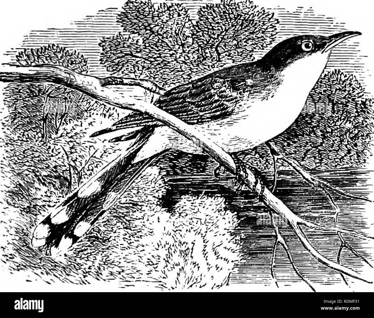 . Gli uccelli di Illinois e Wisconsin. Gli uccelli; uccelli. Gennaio 1909. Gli uccelli di Illinois e Wisconsin-Cory. 161 CUCULIDiE familiari. Cucù. Piedi, zygodactyle (due dita anteriori e due dietro); prima primaria, circa metà come lungo come terzo; esterno piume di coda molto più brevi rispetto a quelli medio.. Giallo-fatturati cuculo. Parti superiori, grigio brunastro, con lieve gloss di verdastra; sotto la mandibola, prevalentemente giallo; una maggiore porzione di primarie, rufous brown, ribaltato con oliva grigiastro; sotto la voce Parti, bianco opaco; esterno piume di coda, nero, punta di bianco. Coccyzus americanus. Giallo-fatturati cuculo. Vedere n. 185. Pa superiore Foto Stock