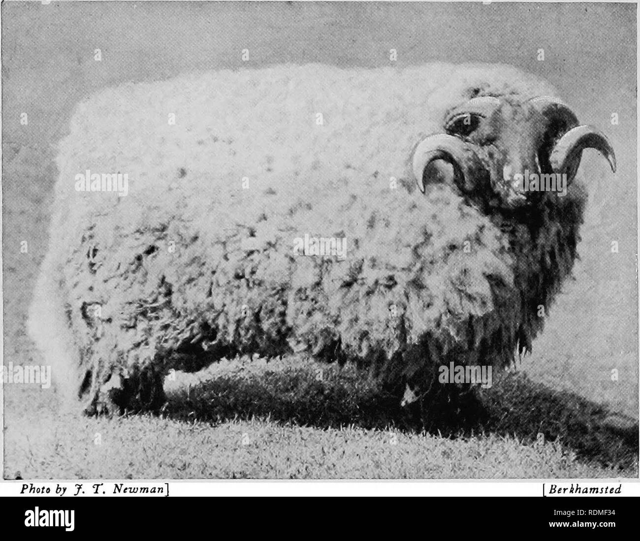 . Mammiferi di altre terre;. Mammiferi. 204 di animali viventi del mondo pecore. Più tardi una grande pecora pesanti, con lana lunga e un corpo massiccio, è stato allevato nelle Midlands, e chiamato il Leicester lungo la lana. Questa pecora dà un grande taglia di lana e molto grossolana del montone. Le Pecore CHEVIOT, originariamente allevati sulle colline di quel nome, ora è uno dei pilastri della Scotch moun- tain agricoltore. Il Cheviots mangiare l'erba sulle alte colline, mentre nero- fronte Highland pecore vivono sulla heather più in alto. Il Suffolk, Oxford, Hampshire e altri " giù" pecore sono razze più grandi rispetto al Foto Stock