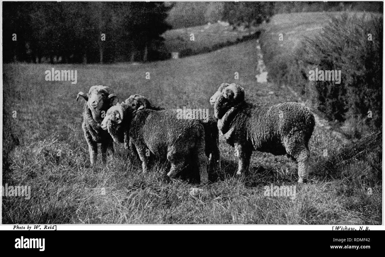 . Mammiferi di altre terre;. Mammiferi. Le pecore e le capre 201 possiamo prima di dire una parola o due come a razze straniere di ovini, specialmente quelli dell'Est. Alcuni di questi assomigliano al wild razze aventi rivestimenti lisci e quasi non la lana. La Pecora somala, ad esempio, resa non lana utile per feltratura o filatura. Essi hanno orecchie cascante e teste di nero. Alcuni dei migliori lana naturale è sviluppato da una pecora bianca in Tibet. La pelliccia è solitamente venduto come agnello tibetano. La lana è esattamente come il filo interdentale bianco-seta. Quando indurito da cinesi e la pelle è come il capretto bianco, con questa lana di flossy attaccato. Ho Foto Stock