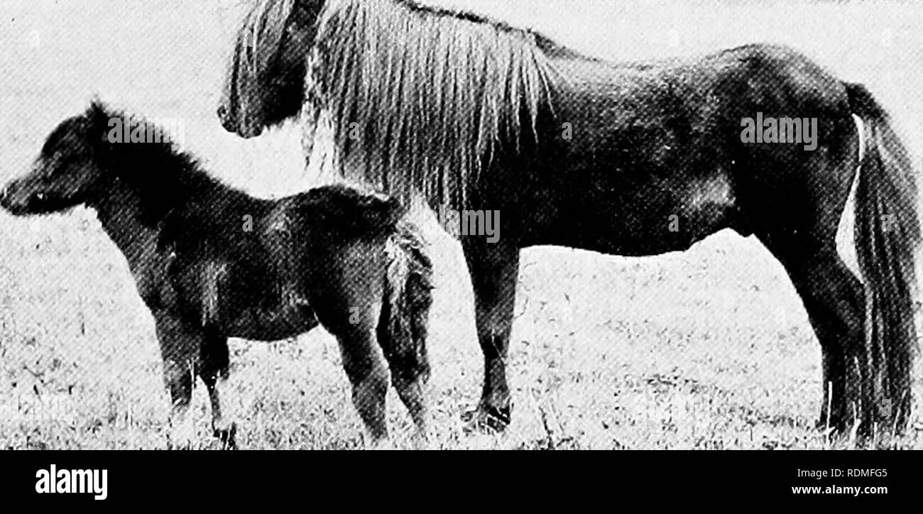 Shetland pony horse foal on Foto e Immagini Stock in Bianco e Nero - Alamy