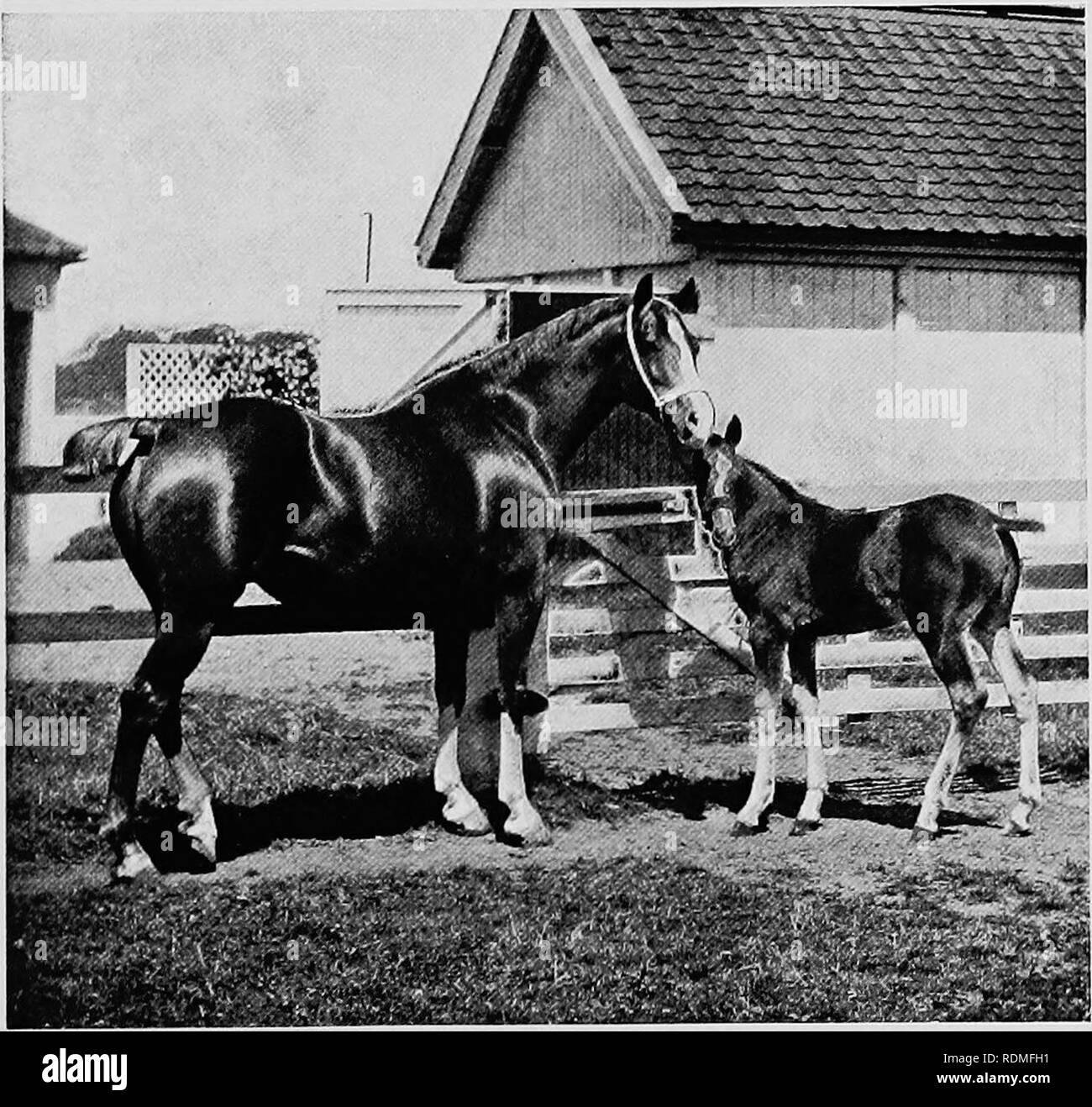 . Mammiferi di altre terre;. Mammiferi. PERCHERON cavallo. Phsli b) r. Caduta HACKNEY E PULEDRO un esemplare del carrello inglese-cavallo e cercando, ora all'oro, ed ora a cavallo. L'oro era buona a guardare; essa lo renderebbe ricco per la vita. Girando finalmente il suo preferito, egli ha detto: " Chi è che sto per dare a te? Per gli europei, che ricollegherà te vicino, che sarà battere te che ti renderò miserabile. Ritorno con me la mia bellezza il mio gioiello e rallegrano il cuore dei miei figli." All'ultimo di queste parole egli saltò sulla sua schiena e fu in pochi istanti fuori della vista." Foto Stock