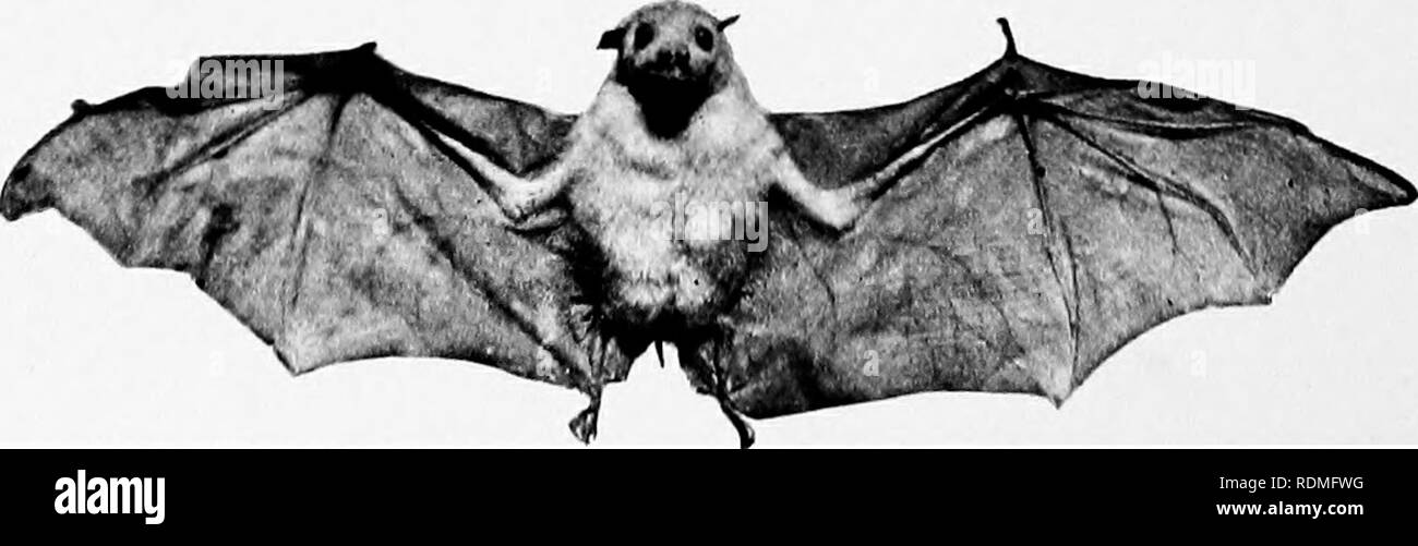 . Mammiferi di altre terre;. Mammiferi. Foto di Henry Ki frutta Australiano-pipistrelli nel loro roasttng-p/aces questi pipistrelli appendere alt o'ver gli alberi in numeri enormi, guardando come grandi frutti neri. Sebbene girato in migliaia, sul conto del danno che fanno per i frutteti, i loro numeri non sembrano essere ridotta la frutta-pipistrelli. Questi rappresentano i giganti del mondo bat, il più grande di loro, il Kalong o Malay Fox-bat, misura- ing non meno di 5 metri da punta a punta di ala. Il più noto dei frutti-pipistrelli è la Indian Fox-bat. Sir J. E. Tennent ci dice che una meta favorita di thei Foto Stock
