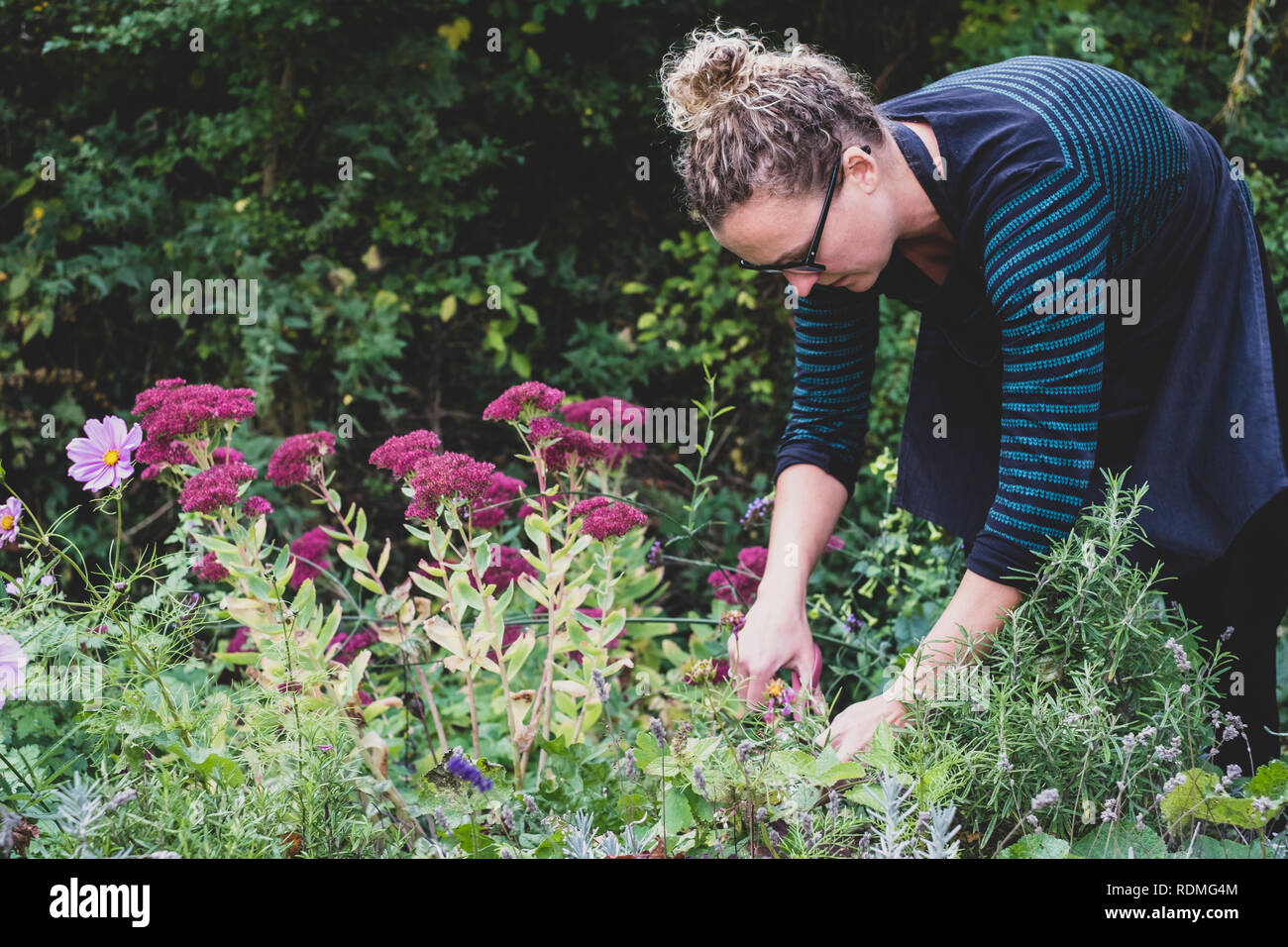 Donna bionda con gli occhiali e grembiule in piedi in un garde, raccolta di erbe aromatiche fresche. Foto Stock