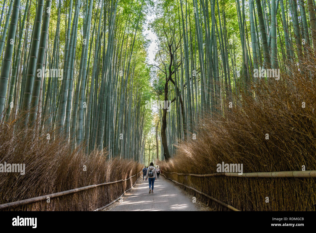 Foresta di Bamboo, la Arashiyama Boschetto di bambù o Sagano Foreste di bambù, una foresta naturale di bambù in Arashiyama, Kyoto, Giappone. Foto Stock