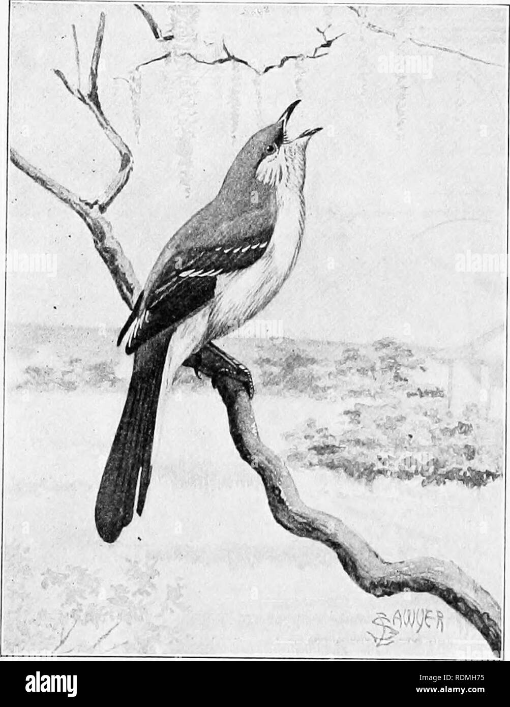 . L'American Natural History : una fondazione di conoscenze utili degli animali superiori dell' America del Nord . Storia naturale. 188 ORDINI DI UCCELLI-PEEOHERS e cantanti novembre, sulla striscia di ghiaccio che frange il bordo della ruggente agitando, ghiaccio-acqua fredda che si tuffa nel Shoshone Canyon presso le forche del Fiume Shoshone. Uomo o bestia in passo passo che torrente spumeggiante sarebbe stato schiacciato contro le rocce e annegati a. .Beffardo-bird. stesso momento,-due morti in uno. In questo triste e terribile solitudine, veloce nell'abbraccio di inizio inverno, abbiamo visto sulla neve-bianco orlo di t Foto Stock