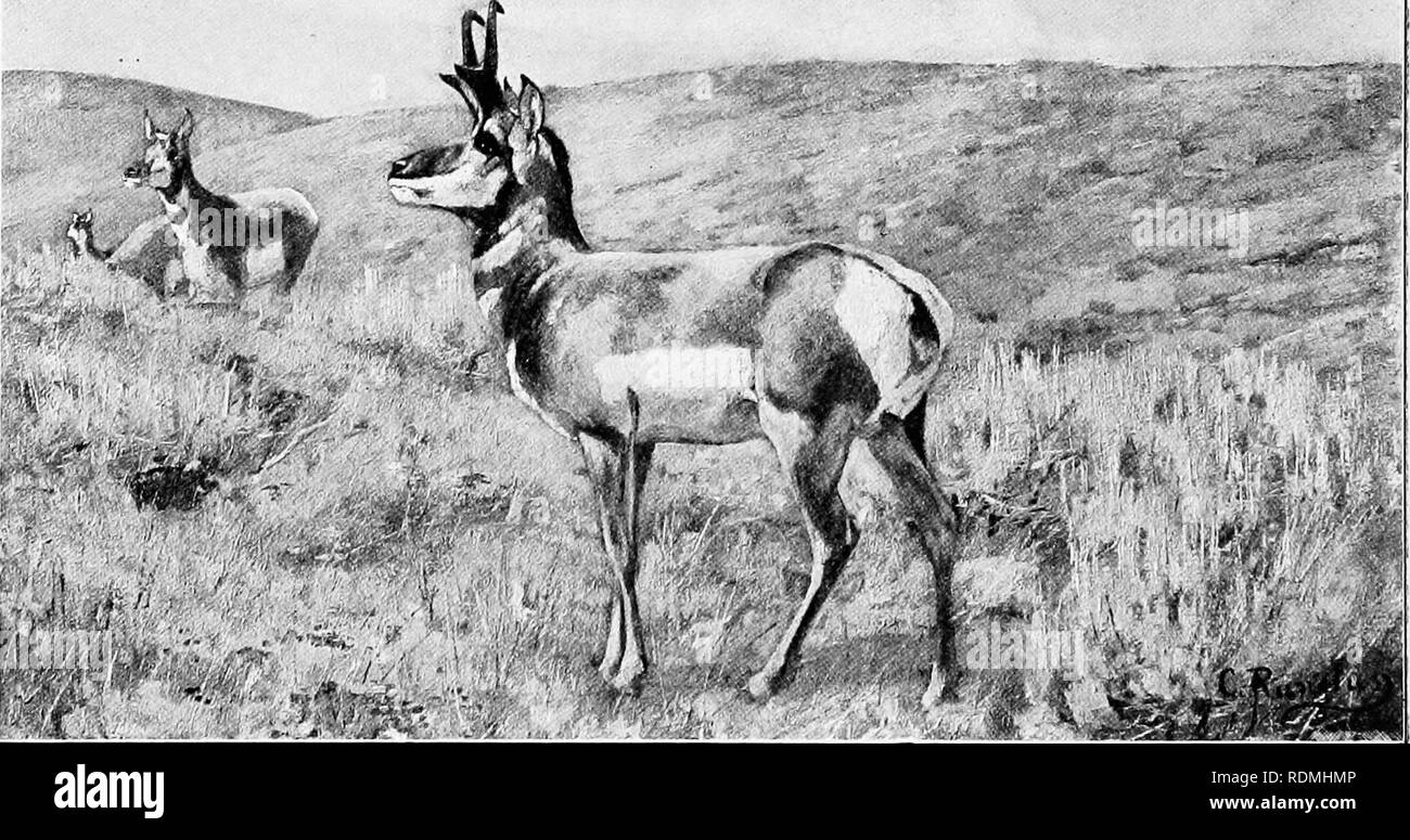 . L'American Natural History : una fondazione di conoscenze utili degli animali superiori dell' America del Nord . Storia naturale. 116 ORDEES DI MAMMIFERI-UNGULATI di animali di tutte le dimensioni, molti di loro dispari, e molti di questi sono noti per la loro bellezza. La stu- dent che ha un gusto particolare per i grandi ungulati sicuramente si trovano piacere nel fare la conoscenza di tali superbe creature come la Sable Antelope, il koodoo, l'acqua-buck, eland, la oryx, gnu, la pallah e hartebeest dell Africa. Abbiamo motivo di invidia Africa il suo possesso esclusivo di tutte quelle belle creature, n. Foto Stock