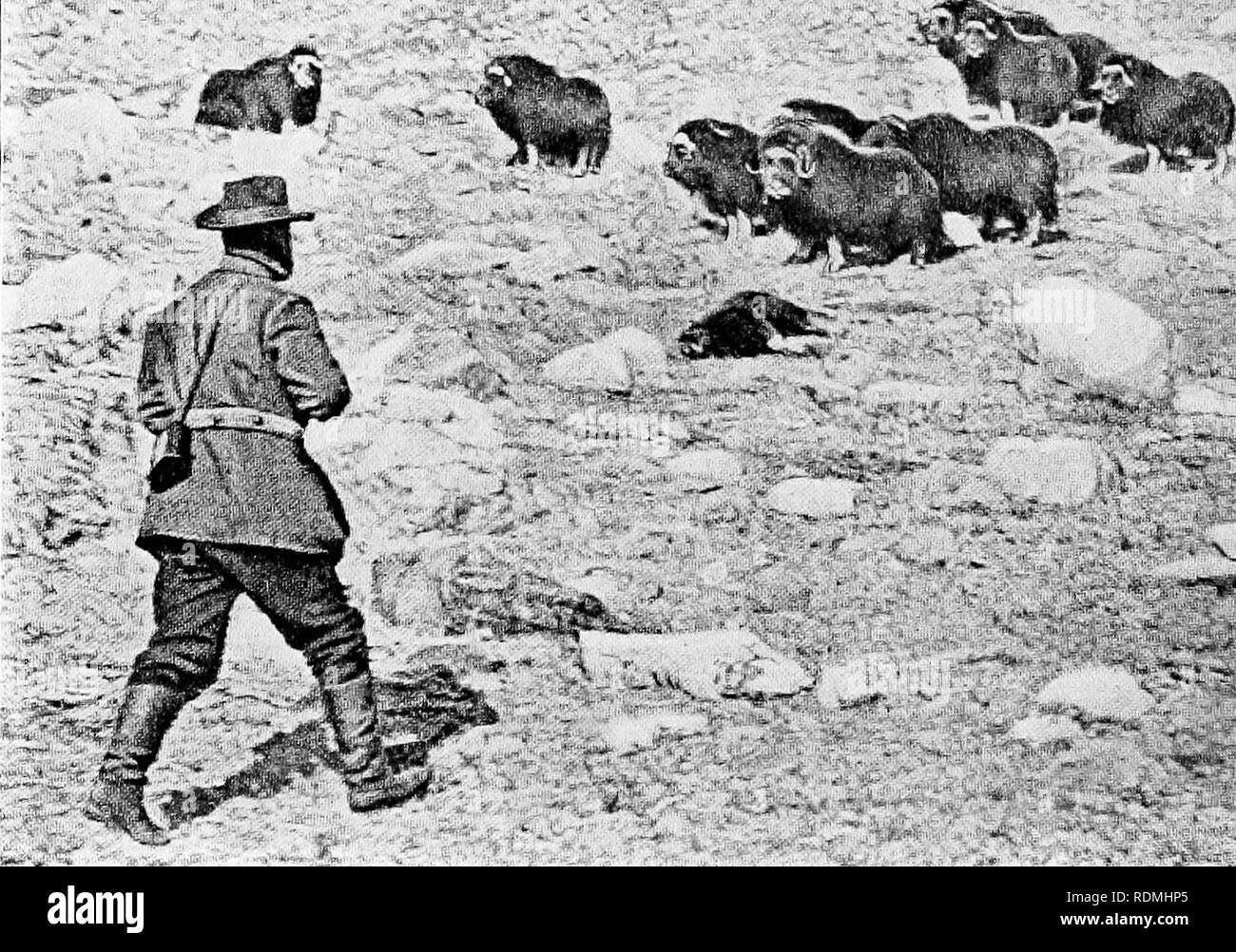 . L'American Natural History : una fondazione di conoscenze utili degli animali superiori dell' America del Nord . Storia naturale. 106 OKDEKS MAMMALSâHOOFED di animali la cui carne è libera da aromi di muschio e molto buona. Una delle più importanti scoperte della spedizione è stato il fatto che la regione ha visitato una volta era stata abitata da Eschimese, ma la loro cucina-middens non contenevano resti di muschio- Ox, dalle quali e da altri elementi di prova, il prof. Nathorst conclude che la presenza di tale ani- mal sulla costa orientale della Groenlandia è dovuta a ing isola, sulla costa orientale della Groenlandia. Entrambi sono stati pur Foto Stock