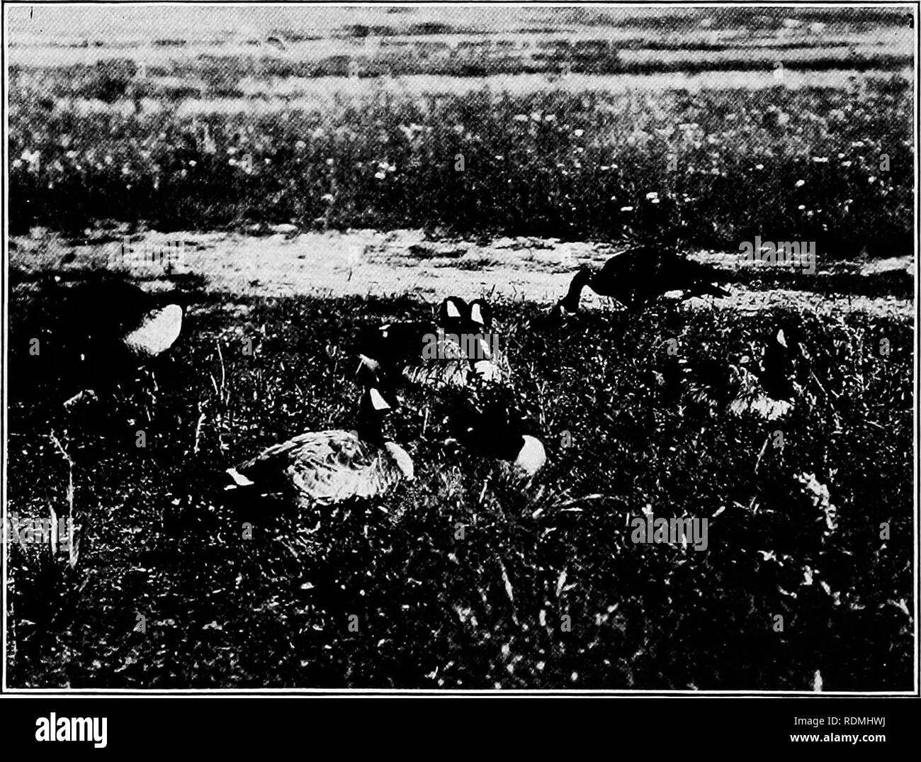 . Gli animali selvatici del Parco Nazionale di Glacier. I mammiferi. Il Parco Nazionale di Glacier (Agenzia : U. S. ); mammiferi e uccelli. 128 AVILD AXIMALS DEL PARCO NAZIONALE DI GLACIER. patch, nido in prossimità di molti Ghaciers, soprattutto circa la testa del Lago Sherburne. Una coppia con molto j'oung goslings è stato notato sul lago McDermott. Una coppia aveva annidato sul lago Giuseppe- ine per sei anni, il sig. Gibb ci ha detto, ma apparentemente erano guidato fuori dalla ragione il logging. Forse erano andati fino al Lago Grinnell, egli ha suggerito. Desiderosi di trovare grandi uccelli a casa sulla loro nord del terreno fertile, quando abbiamo guidato fino a th Foto Stock