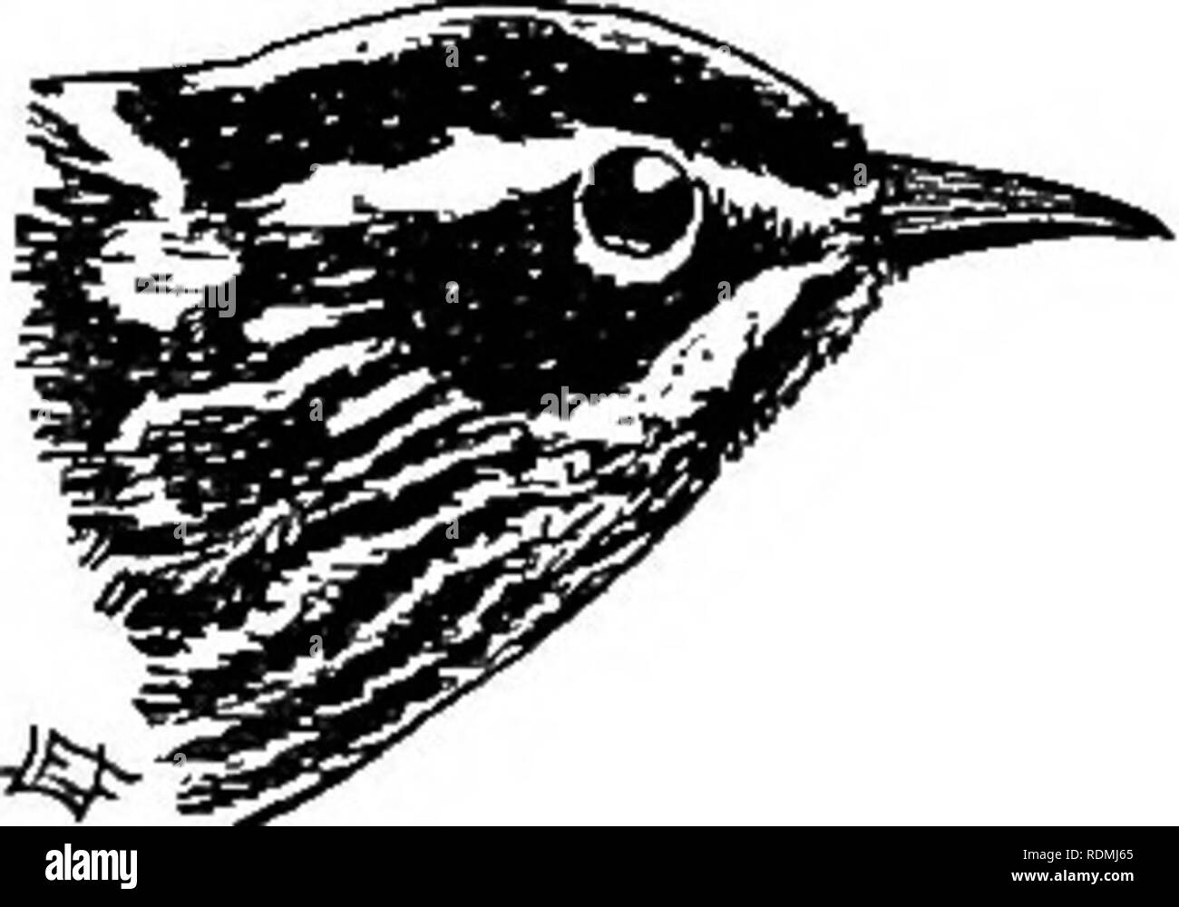 . Uccelli utili e la loro protezione. Contenente una breve descrizione dei più comuni e più specie utili del Massachusetts, con gli account delle loro abitudini alimentari e un capitolo sui mezzi di attrazione e di proteggere gli uccelli. Gli uccelli; uccelli. Canzone uccelli di frutteti e boschi. 191 va spesso a frutteti vicino ai boschi e cerca batteriosi vascolare- worm e altri parassiti ad albero. Il dott. "Warren dice che mangia i lombrichi. Mentre principalmente insettivori, questo uccello può sub- sist parzialmente su alimenti farinacei. Esso raccoglie molti piccoli semi, e abitatori del bosco trovare è venuta circa le porte per le briciole. Nero e Bianco Foto Stock