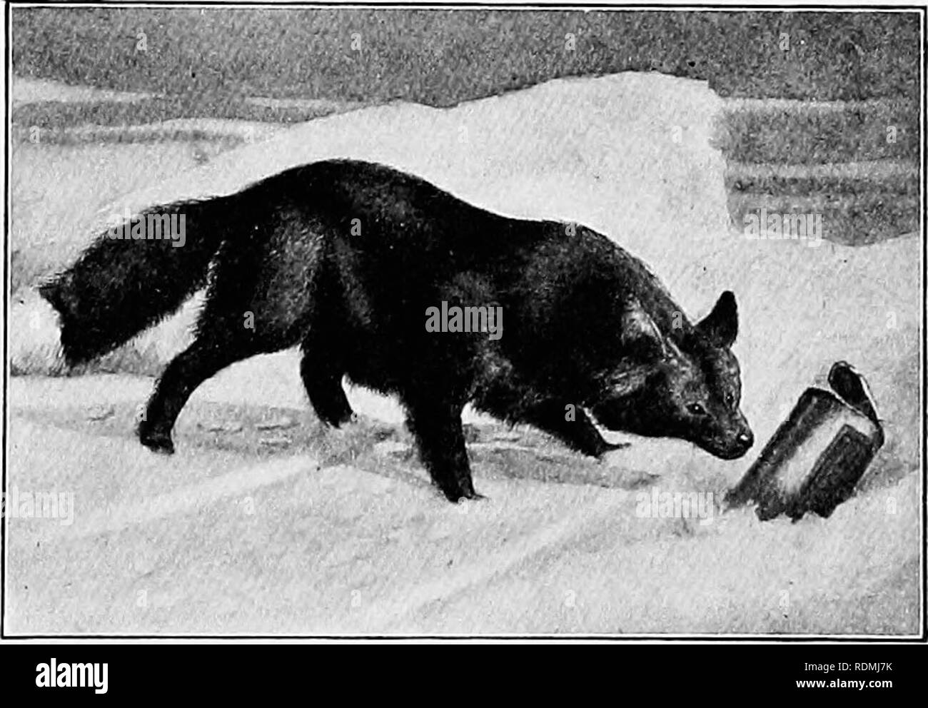 . L'American Natural History : una fondazione di conoscenze utili degli animali superiori dell' America del Nord . Storia naturale. Sanborn, Photo., N. Y. Zoological Park. RED FOX. noto. Tra il southern Alleghenies e punto Barrow appare nelle mani di molti dif- ferent sfumature, ma ovunque esso è riconoscibile dalla prevalente giallastro-colore rosso da cui deriva il suo nome. È palest nelle desertiche regioni, dove ombra è scarso, e più brillanti nelle regioni boschive e in Alaska, dove il potere sbiancante del sole non è così grande. Il più grande e più belle le pelli provengono da Alaska. La gamma Foto Stock