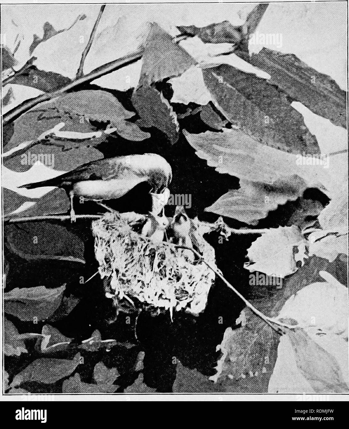 . Uccelli utili e la loro protezione. Contenente una breve descrizione dei più comuni e più specie utili del Massachusetts, con gli account delle loro abitudini alimentari e un capitolo sui mezzi di attrazione e di proteggere gli uccelli. Gli uccelli; uccelli. Piastra IV. - Red-eyed Vireo alimentazione dei giovani. (Fotografia di C. A. Reed.). Si prega di notare che queste immagini vengono estratte dalla pagina sottoposta a scansione di immagini che possono essere state migliorate digitalmente per la leggibilità - Colorazione e aspetto di queste illustrazioni potrebbero non perfettamente assomigliano al lavoro originale. Forbush, Edward Howe, 1858-1929; Massachusetts. La scheda Stato di macchine per l'Agricol Foto Stock