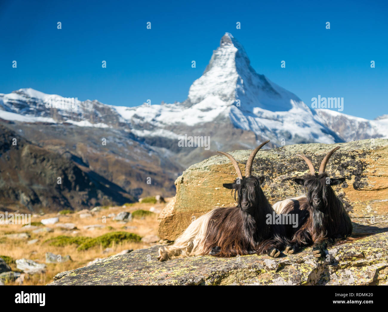 Capre nella parte anteriore del Cervino, Zermatt Foto Stock