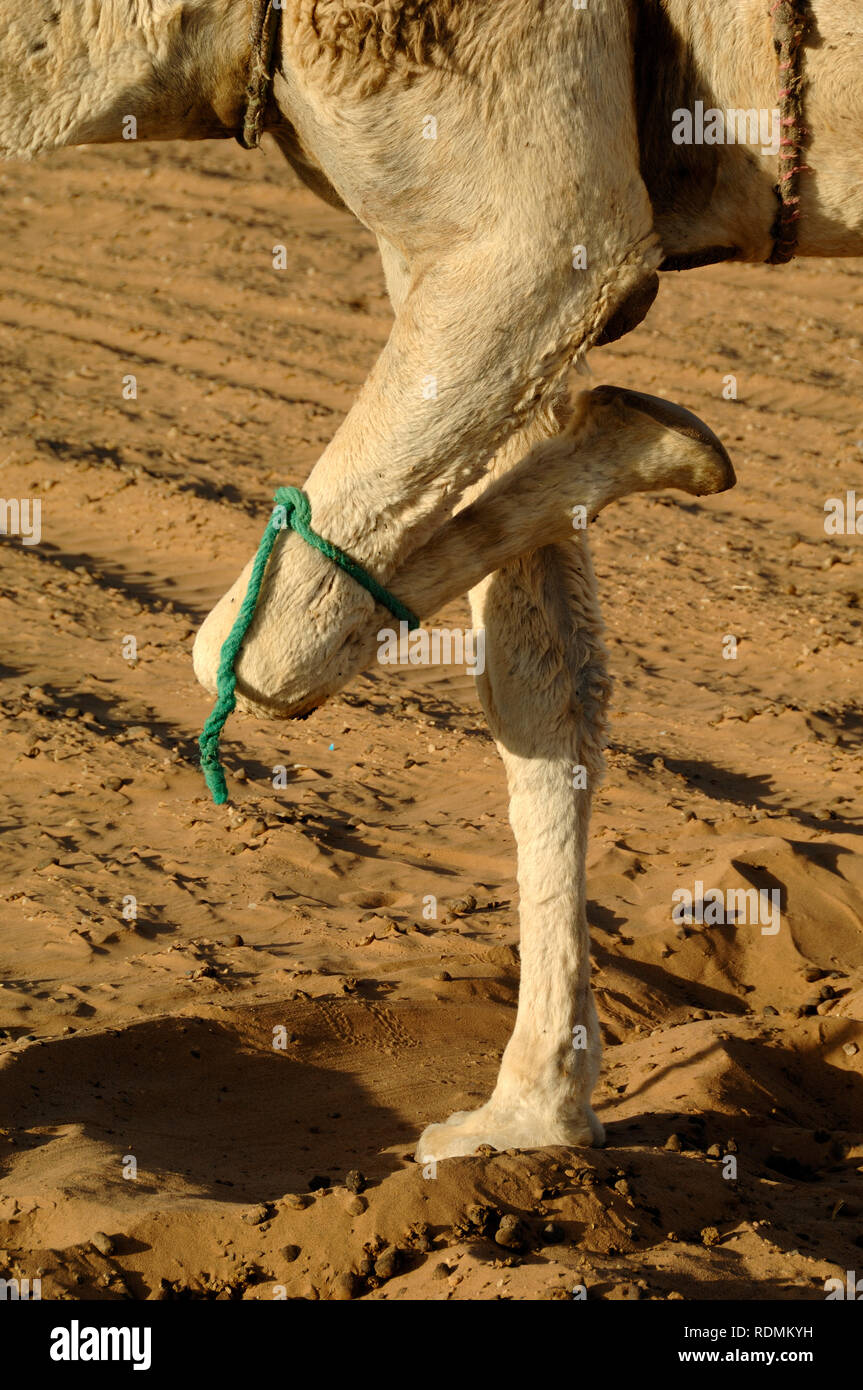 Cammello con gamba Tethered nel deserto del Sahara in Marocco Foto Stock