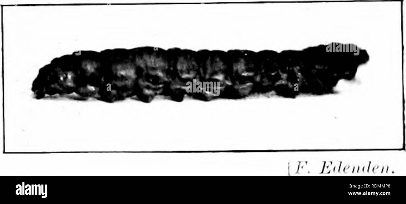. Gli insetti ed altri parassiti alleate di Orchard, Bush e serra la frutta e la loro prevenzione e trattamento . Pesti di insetto; frutta. 450 pesti di insetto. ),Ut come sappiamo l'effetto sulla salute di alcune medicazioni sul giovane larviC è bene per evitare il danno Ij.v che impiega uno &LT;se loro ui inizio autunno. riEFKUKXCES. (1) Tlirohahl, F. V. Note su pratiche pregiudizievoli di insetti, Joiivnal H. E. Agri. Coli, Xo. ', P. ;; (1S97). (2) Curtia, ./. (Tai-deners' Cronaca, p. '"^7::! (1845). (3) C)riiinoil, Ji. A. Ventesima relazione sulle pratiche pregiudizievoli di insetti, p. 41 (1897). (4l WhI/rhnul, S:R C. .ufficiale della scheda tlie o Foto Stock