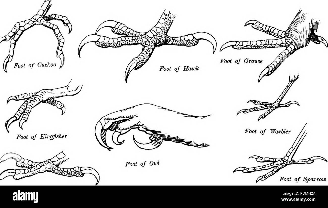 . Gli uccelli di Illinois e Wisconsin. Gli uccelli; uccelli. Gennaio 1909. Gli uccelli di Illinois e Wisconsin-Cory. 17 del tarso, che viene misurata dalla curva della gamba (estremità della tibia) alle radici delle dita (C e D in figura), è un fattore importante nella identificazione di molte specie. I piedi sono molto variabili nella forma e nella disposizione delle dita. Queste variazioni sono della massima importanza, che rappresentano generico e, spesso, le differenze di famiglia. Le dita sono in genere di tre o quattro (lo struzzo ha solo due), il maggiore numero avente tre davanti e uno dietro; a volte due nella parte anteriore di un Foto Stock