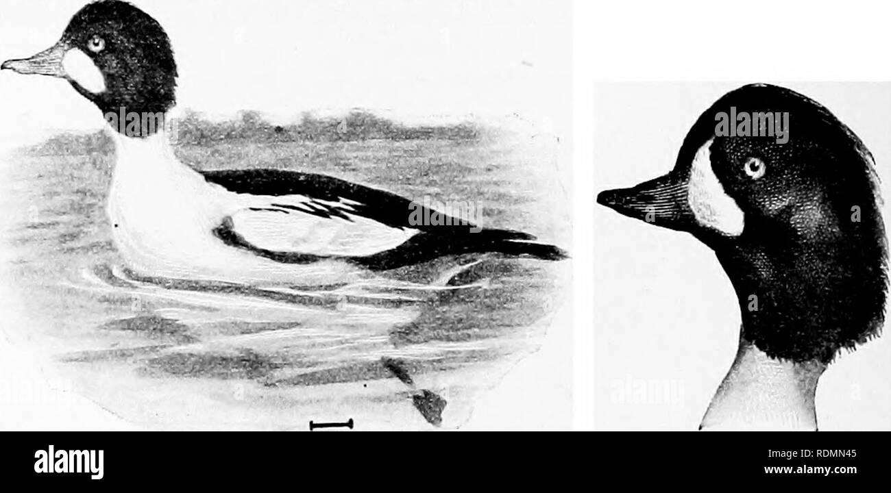 . Gli uccelli di gli Stati Uniti ad est delle Montagne Rocciose; un manuale per l'identificazione di specie in mano o nella boccola. Gli uccelli. 290 KET E DESCBIPTION base di bill è allungata e più o meno appuntita alle estremità, di misura lungo la fattura di un pollice. La femmina è così come gli ultimi che non sempre può essere distinto da esso. Questa è la più settentrionale delle specie. (Rocky Mountain Garrot.). American Golden-eye Barrow Golden-lunghezza dell'occhio, 21; ala, 9 (8J-9|) ; la coda, 4; Tarso, 1^; culmen, lf-l|. Il nord America del Nord; allevamento dal GuU di San Lorenzo e il Colorado a settentrione, e svernamento Foto Stock