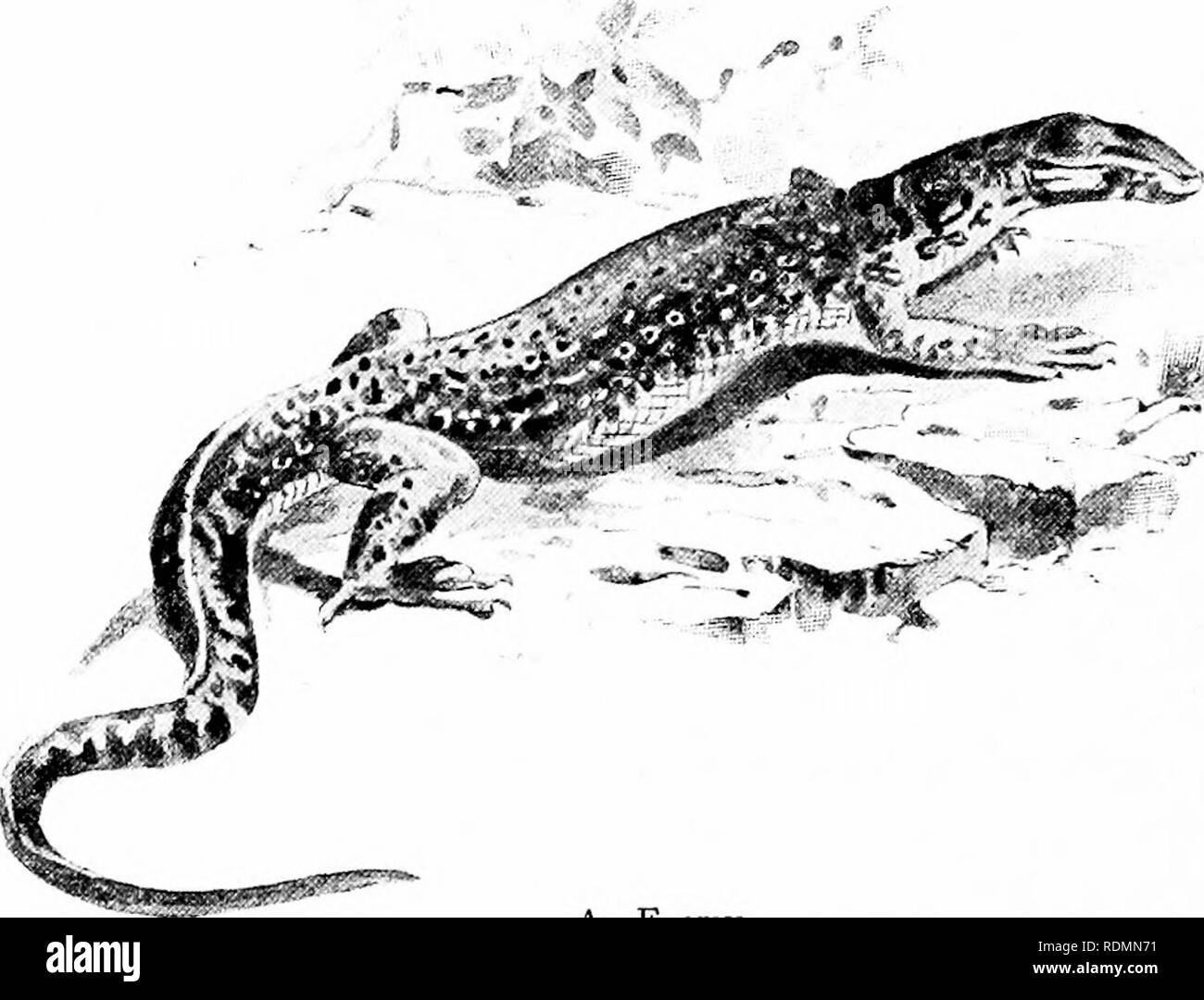 . Meraviglie del mondo degli uccelli. Gli uccelli. 170 meraviglie del mondo degli uccelli Borneo, come il mio amico il sig. flessibile ci dice, un Parodox7ire {Hemigale) è un nemico pericoloso e controlla e albero- lucertole anche attaccare la casa del Hornbill, ma l'uccello femmina è generalmente uguale a l'occasione e il suo forte bill è un sufficientemente formidabile arma di difesa. Come per il trasporto di prodotti alimentari da parte del maschio a femmina, una notevole circostanza è stato portato alla luce, vale a dire che i frutti portati dal primo è imballato in una sorta di. Un Erie a busta o sacchetto, che consiste di rivestimento epiteliale del ventriglio Foto Stock