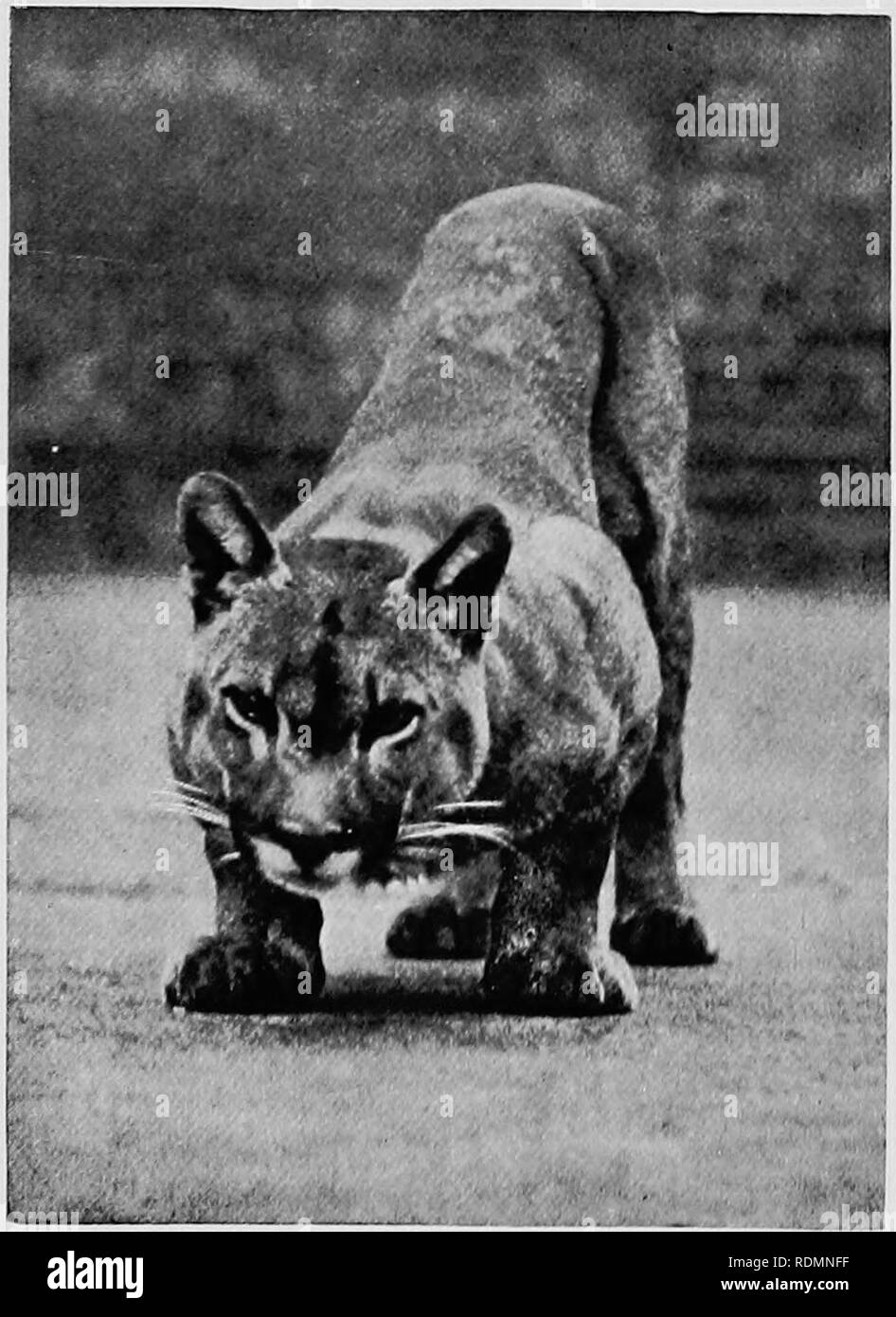 Mammiferi di altre terre;. Mammiferi. i'foto L'j G. H^^ff ihon &LT;5h Co.,  Ltd.'* Aberdun JAGUAR Il più grande e il più forte dei gatti di America, a  sud specie americane American
