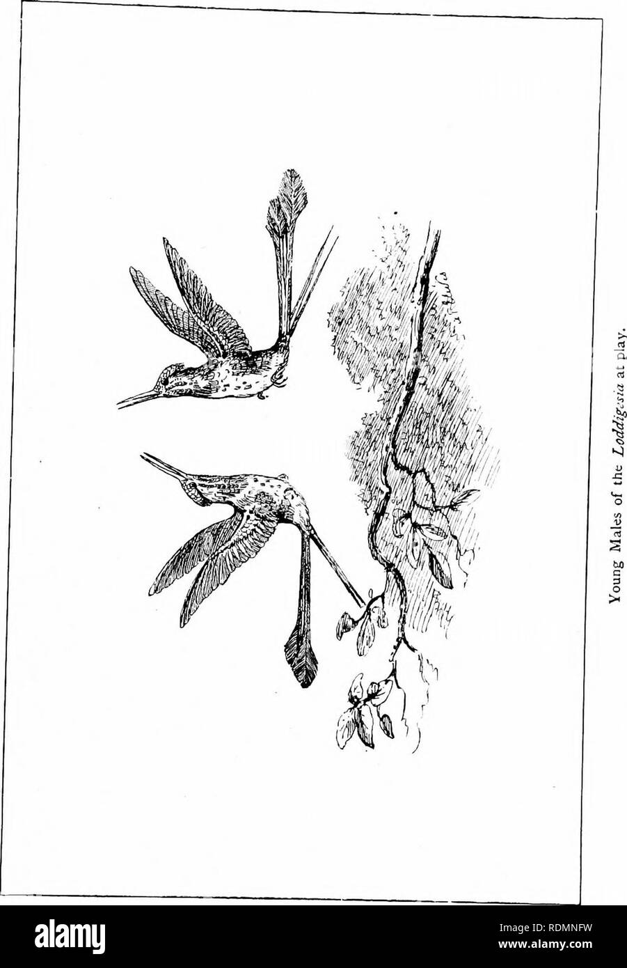 . Meraviglie del mondo degli uccelli. Gli uccelli. . Si prega di notare che queste immagini vengono estratte dalla pagina sottoposta a scansione di immagini che possono essere state migliorate digitalmente per la leggibilità - Colorazione e aspetto di queste illustrazioni potrebbero non perfettamente assomigliano al lavoro originale. Sharpe, Richard Bowdler, 1847-1909. New York, Frederick A. Stokes company Foto Stock