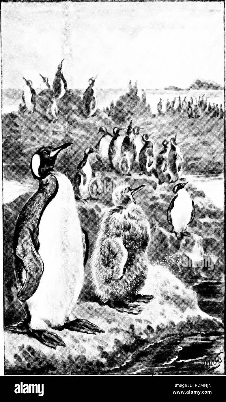 . Meraviglie del mondo degli uccelli. Gli uccelli. Rooker}' uf King-Penguins {A/fteno&lt;iyies fiatachonica).. Si prega di notare che queste immagini vengono estratte dalla pagina sottoposta a scansione di immagini che possono essere state migliorate digitalmente per la leggibilità - Colorazione e aspetto di queste illustrazioni potrebbero non perfettamente assomigliano al lavoro originale. Sharpe, Richard Bowdler, 1847-1909. New York, Frederick A. Stokes company Foto Stock