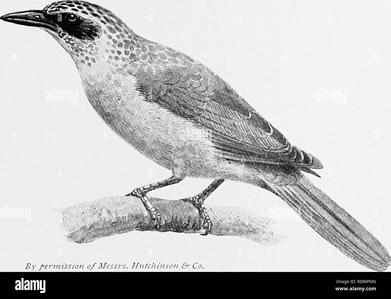 . La produzione di specie. Evoluzione. f i sigg. Hiitch-^7i-o-&GT;U-- co. Frate BOURU-biri) avoiip a cui esso appartiene, iliis miele-eater r /"o//^ 2se}ss/s)]sn sobriamente colouied biid, 1 ut oisy, actie, e nt^giesslve.. gnaissio)/ di Afess7-s. Hiilchi7iso7ho &AMP; Co. BOURU RIGOGOLO ' mimando" rigogolo (o/o/7/s hoin-jicnsis) è dello stesso tono di colore come il suo presunto modello il frate-uccello della stessa isola.. Si prega di notare che queste immagini vengono estratte dalla pagina sottoposta a scansione di immagini che possono essere state migliorate digitalmente per la leggibilità - Colorazione e aspetto di queste illustrazioni potrebbero non per Foto Stock
