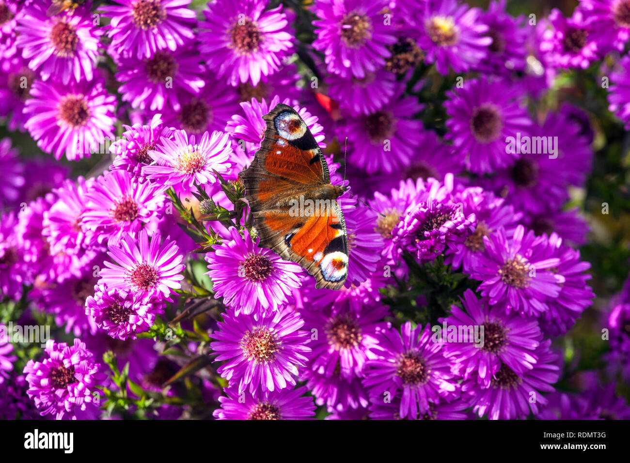 Farfalla di pavone Aglais io seduto su un fiore, pavone di farfalla su autunno porpora assaggiatore erbstaster Foto Stock