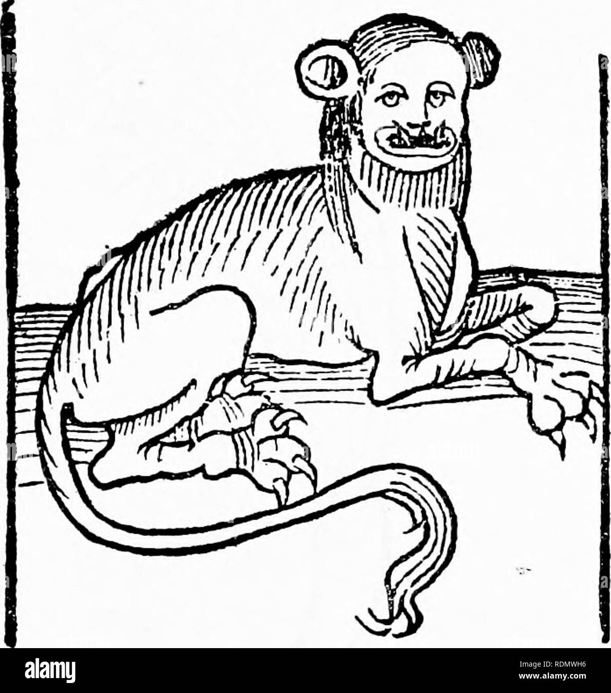 . Erboristeria, la loro origine e la loro evoluzione, un capitolo nella storia della botanica, 1470-1670. La botanica; botanica; Herbals. n] il giardino della salute ' 25 5. L' Hortus Sanitatis. La terza delle fondamentali opere botaniche, prodotta a Magonza verso la fine del quindicesimo secolo, era il "Hortus,' o come è più comunemente chiamato 'Ortus Sanitatis,' stampati da Jacob Meydenbach nel 1491. Essa è in parte una modifica traduzione latina del tedesco Herbarius, ma non è soltanto questo, per esso contiene i trattati di animali, uccelli, pesci e pietre che sono quasi altrettanto assenti nel Herbarius. Quasi uno-t Foto Stock