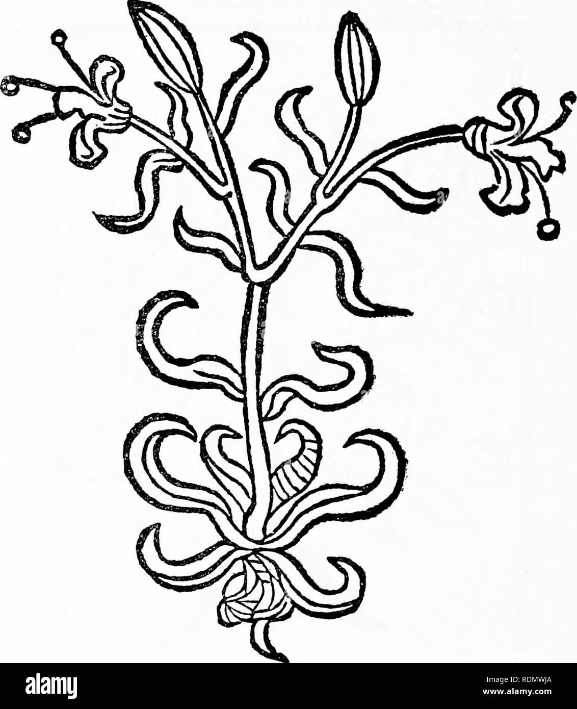 . Erboristeria, la loro origine e la loro evoluzione, un capitolo nella storia della botanica, 1470-1670. La botanica; botanica; Herbals. 14 Fifteenth-Century Herbals [ch. ' Hortus Sanitatis' (1491). Il latino e il tedesco Herbarius, insieme con l'Erbario di Apuleio Platonicus, può essere considerato come il doyens tra stampato herbals. Tutti e tre sembrano essere state in gran parte basato su pre-esistenti di manoscritti, che rappresenta una tradizione di grande antichità.. Text-fig. 3. "Lilium" [Herbarius Moguntinus, 1484]. Le varie forme del latino e tedesco Herbarius, e dell'Hortus Sanitatis sono descritti sotto ma Foto Stock