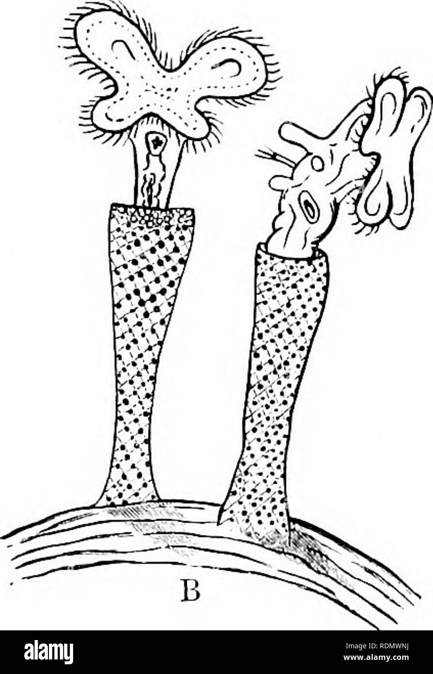 . Libro di testo di zoologia per studenti junior. Zoologia. Fig. 79.âRotifera. Una rappresentazione diagrammatica di Hydaiirut senta (generalizzato fi'om Pritcliard): una depressione in tlie ciliate disc che conduce al canale digerente ; bocca b ; c buUj faringea con apparato masticatorio ; d stomaco ; e Cloaca ; / Ijladder contrattile ; (/g Resjiiratory o acqua-vascular tuljcs ; h nervo-ganglio, dando tilanient a ciliate pit (/.â ¢); o delle ovaie, B, Meliccrta ringens (dopo Gosse). Il Rotifera vi è un sistema ben sviluppato il canale alimentare, che è completamente spento dalla cavità generale del corpo. Th Foto Stock