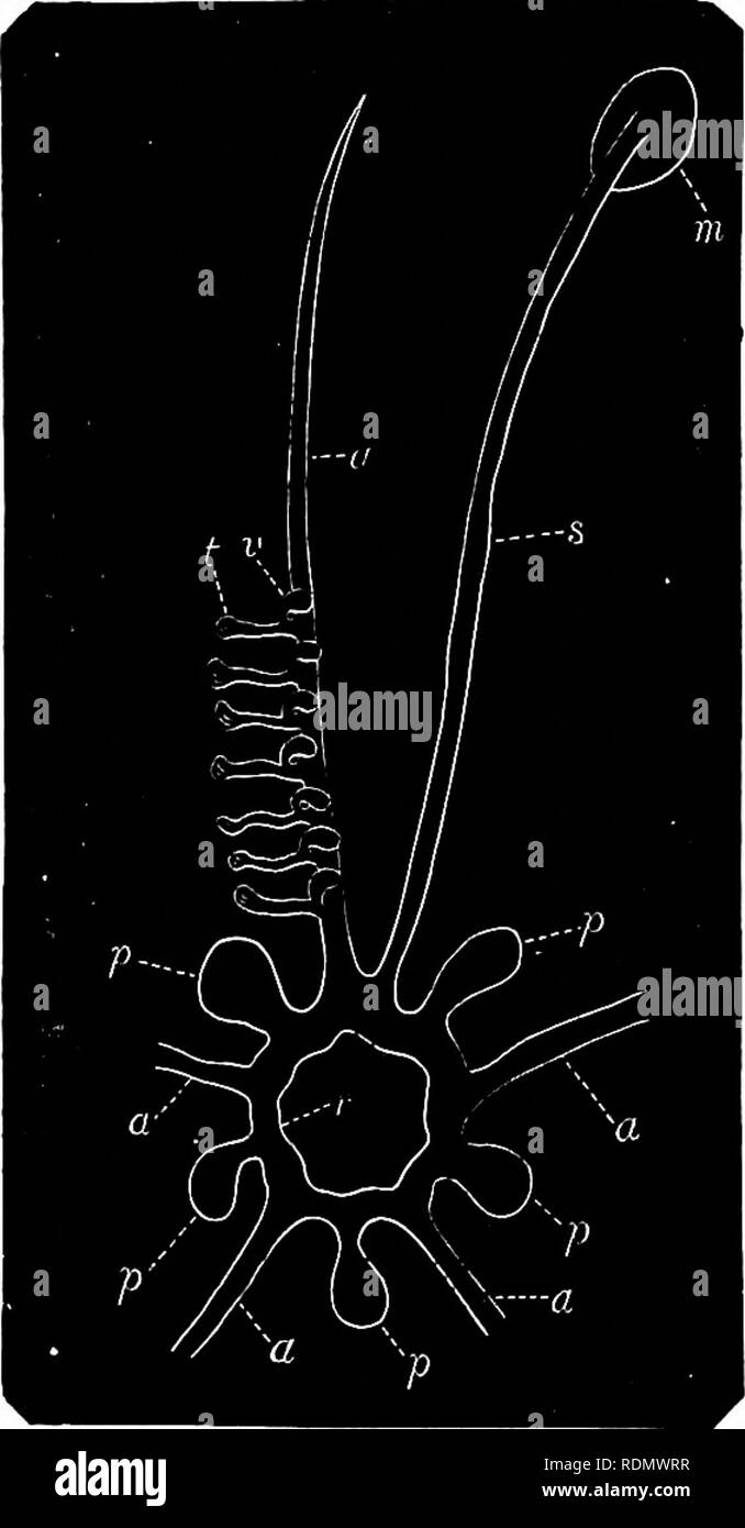 . Libro di testo di zoologia per studenti junior. Zoologia. ..I^^. ECHINODERMATA. 101 i seguenti è essenzialmente la disposizione dell'intero sistema aquiferous (vedi tig. 62). Dal tubercolo madreporiform grande delle piastre di genitali si procede un canale membranoso, il " sabbia-canal" (s), con il quale l'acqua esterna è condotta ad un tubo centrale (/•), che forma un anello attorno alla gola. Tu- bercle è spugnoso e è per- forated con piccoli fori e la sua funzione è probabilmente quella di agire come un filtro, e di impedire che le particelle estranee guadagnando ac- cesso all'interno. Il "circul Foto Stock