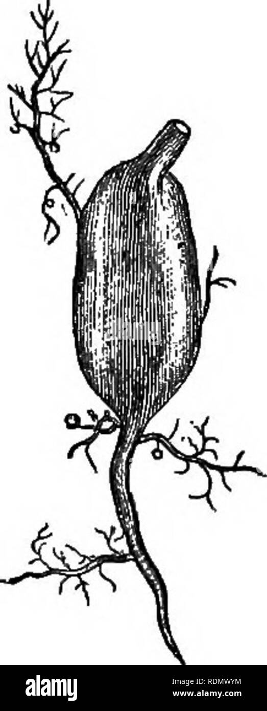 . Piante insettivore. Piante carnivore; piante. Obap. XVIU. UTEIOULAEIA MONTANA. 431 CHAPTEE XVIII. Utkiohlaeia (continua). Vliiculana montana - Descrizione delle vesciche sulla subter- ranean rizomi - preda catturata dai diaframmi di piante sotto la cultura e in uno stato di natura - Assorbimento dal quadrifid pro- cesses e delle ghiandole - tuberi che serve come serbatoi per acqua - varie altre specie di XJtricularia-Polypompholyx-Geulisea, diversa natura della trappola per catturare la preda - diversificati metodi mediante i quali le piante sono noxirished. Uteiculakia MONTANA.-questa specie abita il tro Foto Stock