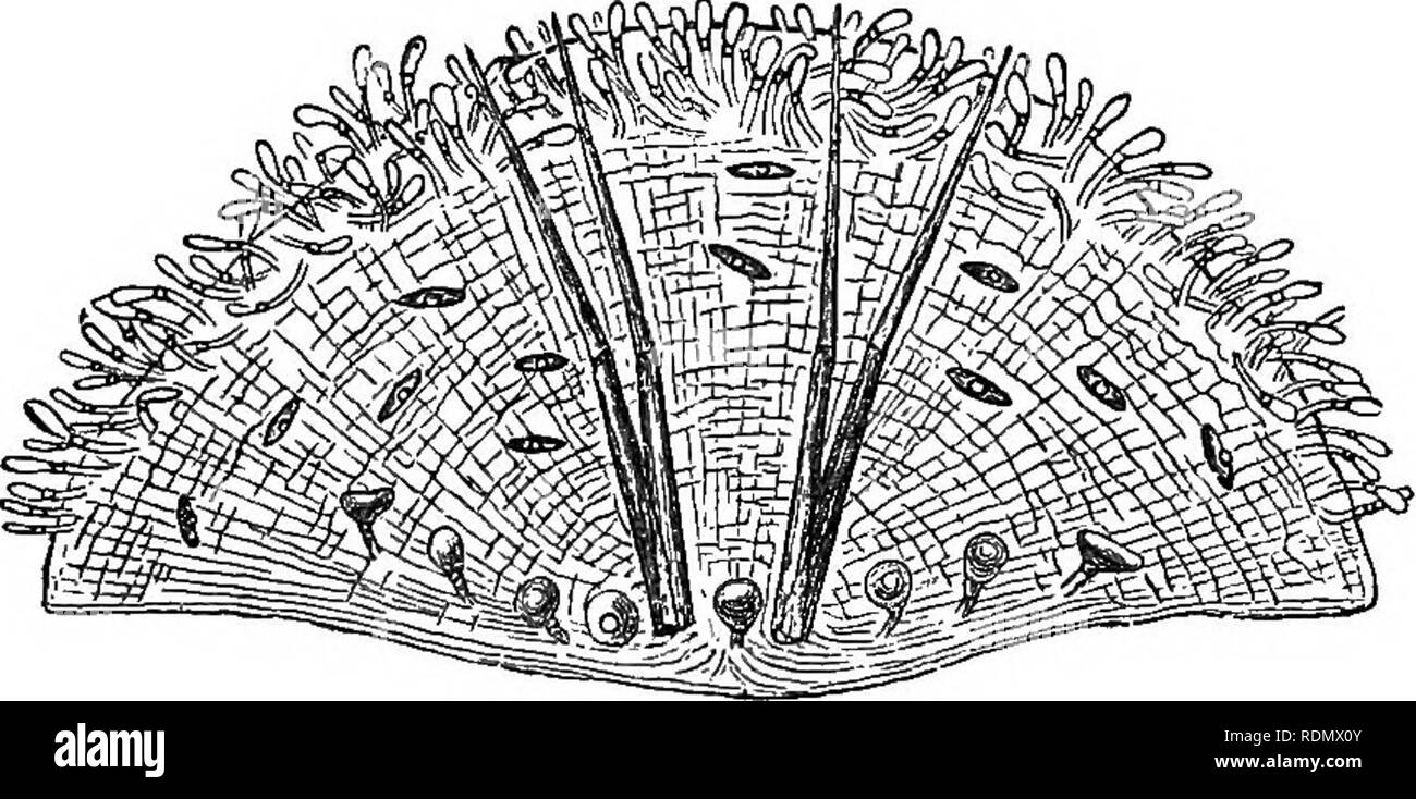 . Piante insettivore. Piante carnivore; piante. Cap. XVU. STEDCTUEE DEL BLADDEE. 399 fuori, sei o sette lunghi, appuntita, setole multicellulari. Tali prolungamenti della vescica può essere convenientemente chiamato le antenne per la intera vescica (^ee fig. 17) curiosamente assomiglia ad un entomostracan crus- tacean, il corto peduncolo che rappresenta la coda. In fig. 18,- l'antenna vicino da sola è mostrata. Sotto le due antenne alla fine della vescica è leggermente tronco, e qui si trova la parte più importante di tutta la struttura, vale a dire l'ingresso e la valvola. Su ciascun lato del Foto Stock