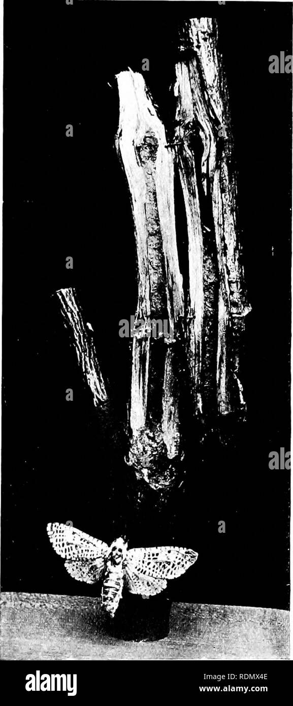 . Gli insetti ed altri parassiti alleate di Orchard, Bush e serra la frutta e la loro prevenzione e trattamento . Pesti di insetto; frutta. Insetti dannosi per la Apple. 47 è stata mi ha inviato da Apple e prugna Ijotli da sud e Midlands dell'Inghilterra. Whitehead (0) sa}'s che peri sono la sua speciale preferiti, e anche lui record come molti come settanta-sei lar;c essendo presi da un albero in Herefordshire in 1S79. In iSSd diversi sono stati trovati da me in un giovane albero di noce, la struttura ad albero che è stato ucciso da loro tunnelling in esso vicino al terreno e altre istanze delle loro abitudini destrnctive nel Foto Stock