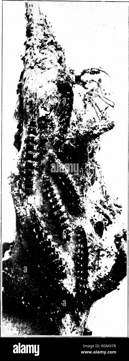 . Gli insetti ed altri parassiti alleate di Orchard, Bush e serra la frutta e la loro prevenzione e trattamento . Pesti di insetto; frutta. Insetti Iiijurlun,^ alla Apple. Per murli iurestation parassita. Dopo l'ultimo iikhiK, tli'' eaterpillars spreai! Fuori ti-er gli alberi da frutto. Essi sembrano quindi tu hirsahe tlieir nido, ami divorano le leafage commercio all'ingrosso. Frem la fine di duue al beginuiug di debitamente essi sjiiii bozzoli tra le foglie degli alberi da frutto, come ;i regola seeral rassodante insieme una massa grande regno hy a dusky web. Nella loro bozzoli tlie' cambia di colore bruno intenso ]iupa'. Kullar (2) dice un Foto Stock