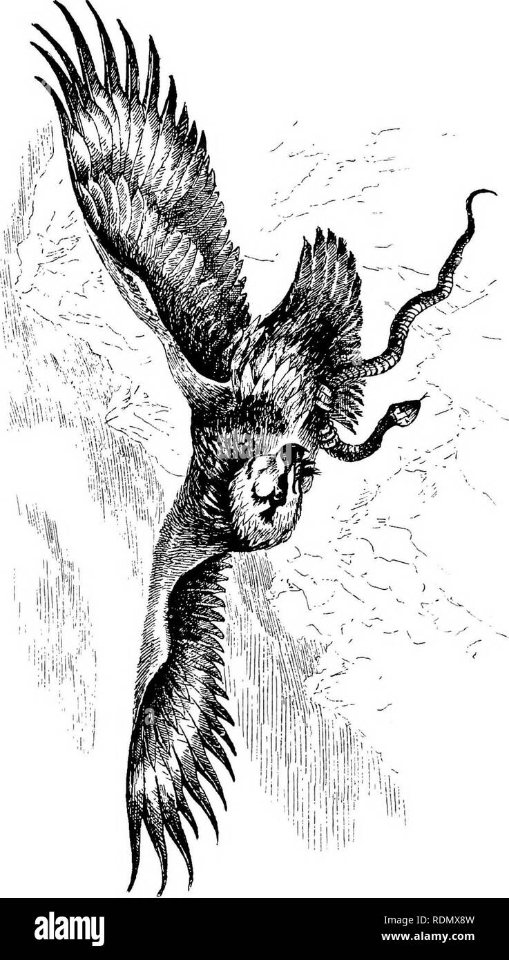 . Spagna inesplorate. Caccia; storia naturale. Serrania de Ronda 361 Vicino le vette più alte, 5000 piedi, si estende verso il basso una tremenda conch-burrone sagomato, unendo alla base nelle pinete-principalmente i. n t B3 g 1-3 ,QJ crediamo, Pinus pinaster. Questo " drive" durato due ore, di nebbia a volte densamente spessa, in altri la cancellazione un po'; ma solo consentendo una visualizzazione variabile da venti a ottanta metri. Si prega di notare che queste immagini vengono estratte dalla pagina sottoposta a scansione di immagini che possono essere state migliorate digitalmente per la leggibilità - Colorazione e aspetto di queste illustrazioni potrebbero non perfettamente ri Foto Stock