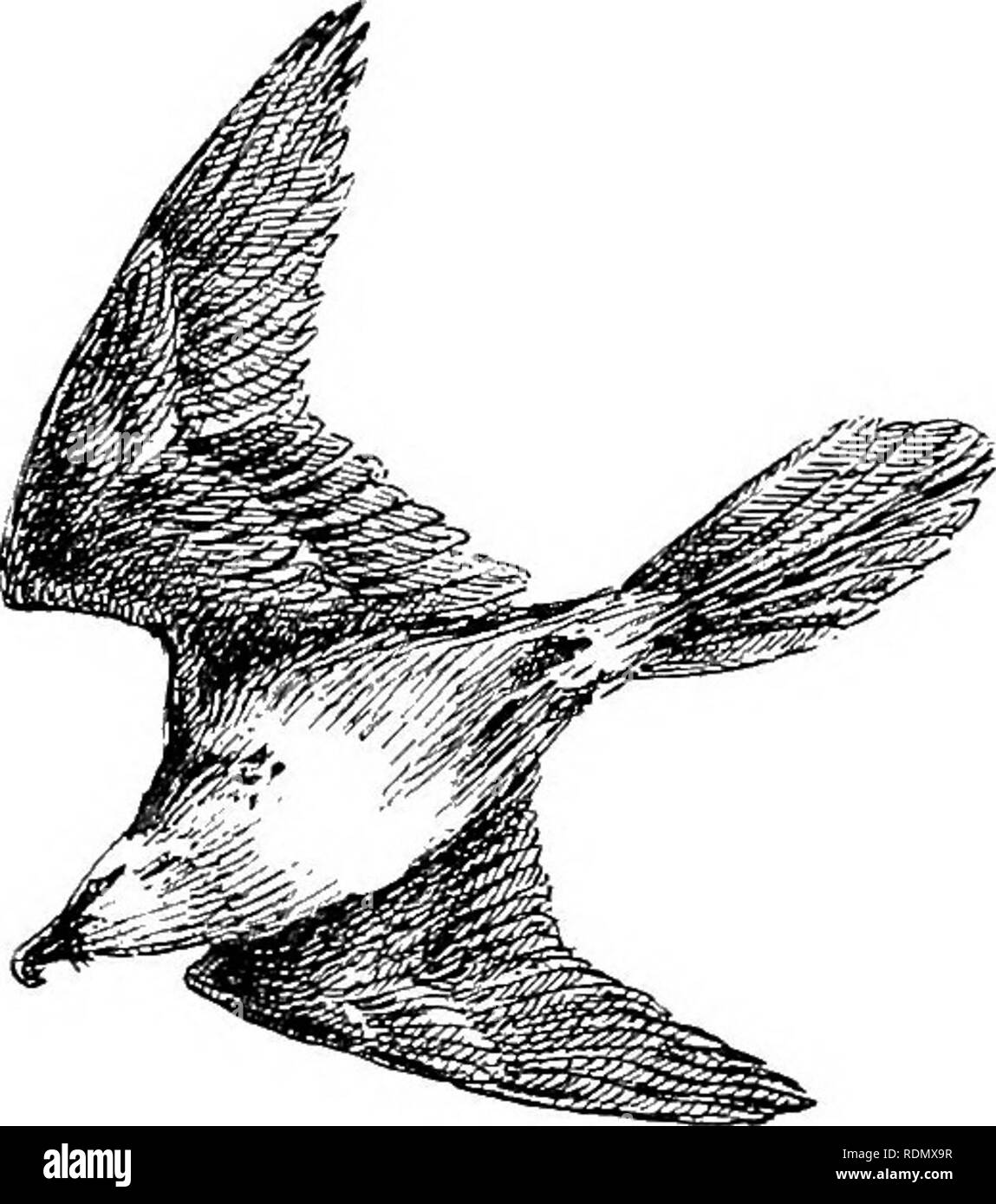 . Spagna inesplorate. Caccia; storia naturale. Il nostro ''Home-Mountains" 353 dark Brown rams di Ovis hidens che in semi-stato selvatici, vagano questi picchi. San Cristobal stessa detiene ora il no big game; sebbene ibex si trovano ma un paio di campionati a est, e noi siamo lieti di aggiungere (in certi sierras dove la protezione è accordata loro), cominciano ad aumentare. La Serrania de Ronda, come Nevada, di cui è un'estensione, non ha mai tenuto o cinghiale o cervo; entrambi sono troppo rocciosa e scoscesa al riparo gli animali, anche se entrambi i cinghiali e caprioli si trovano nella parte inferiore delle colline verso Jerez. Appena al di sotto del th Foto Stock